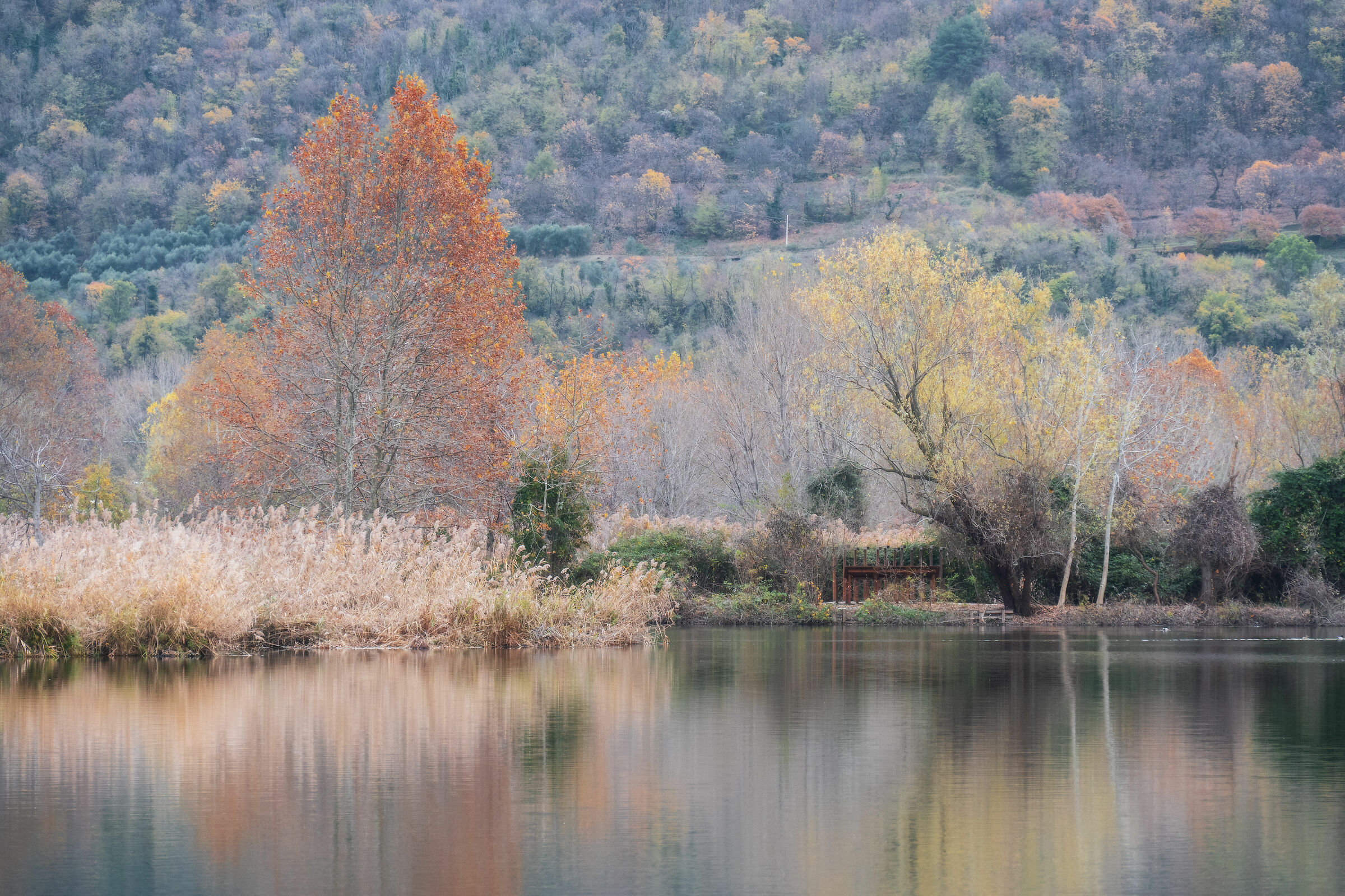 Autunno in torbiera