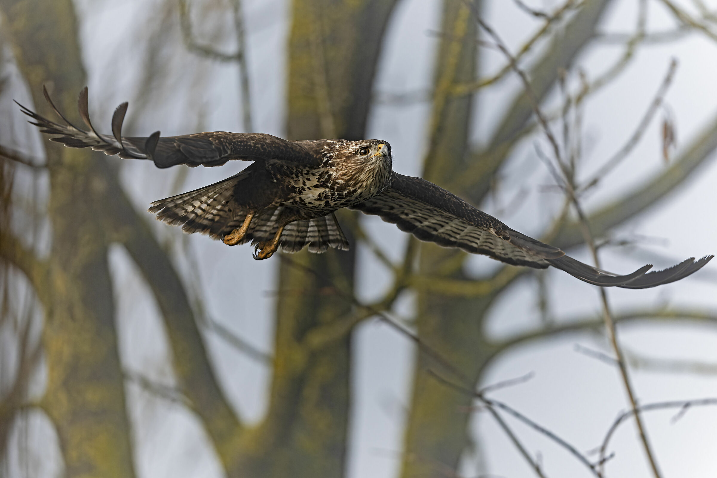 Buzzard