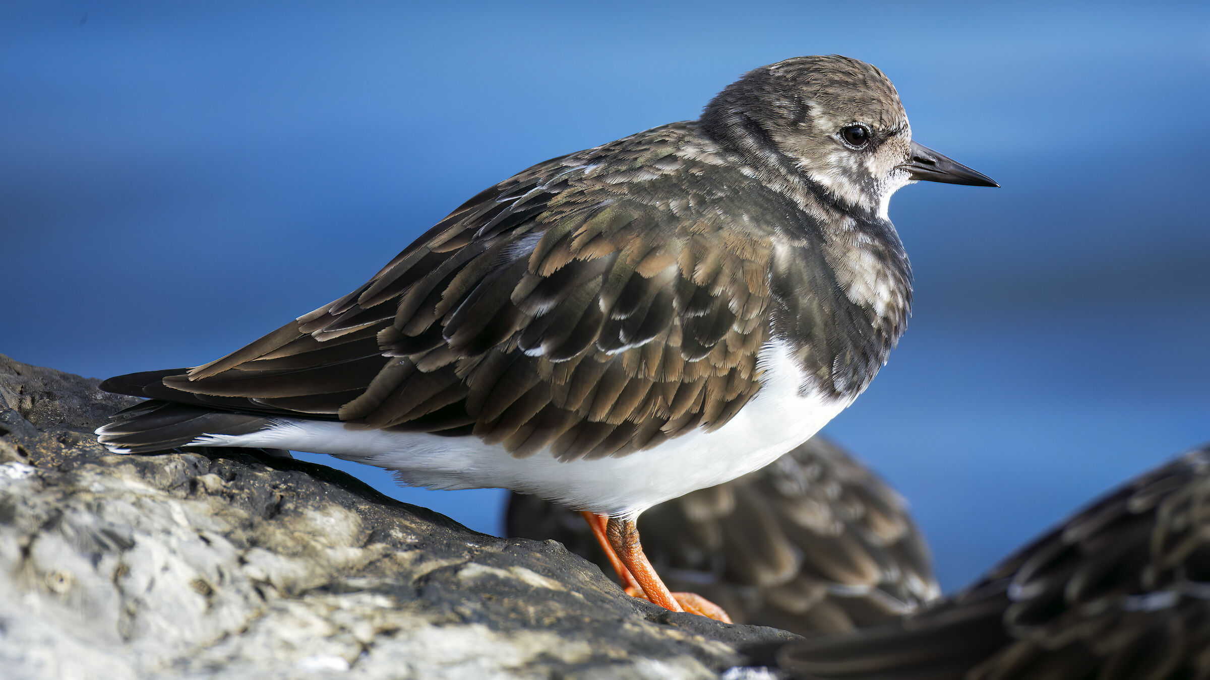 Canon RF 200-800 f6.3-9 IS USM - Voltapietre