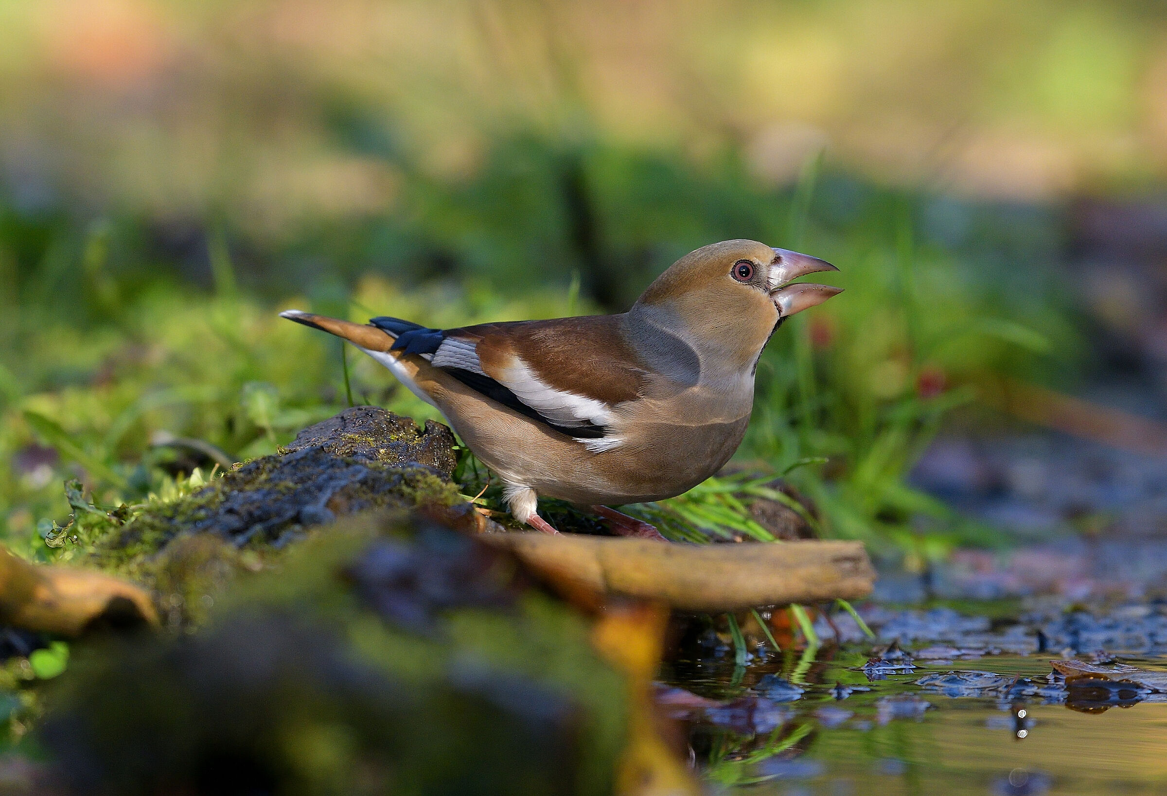 Hawfinch..