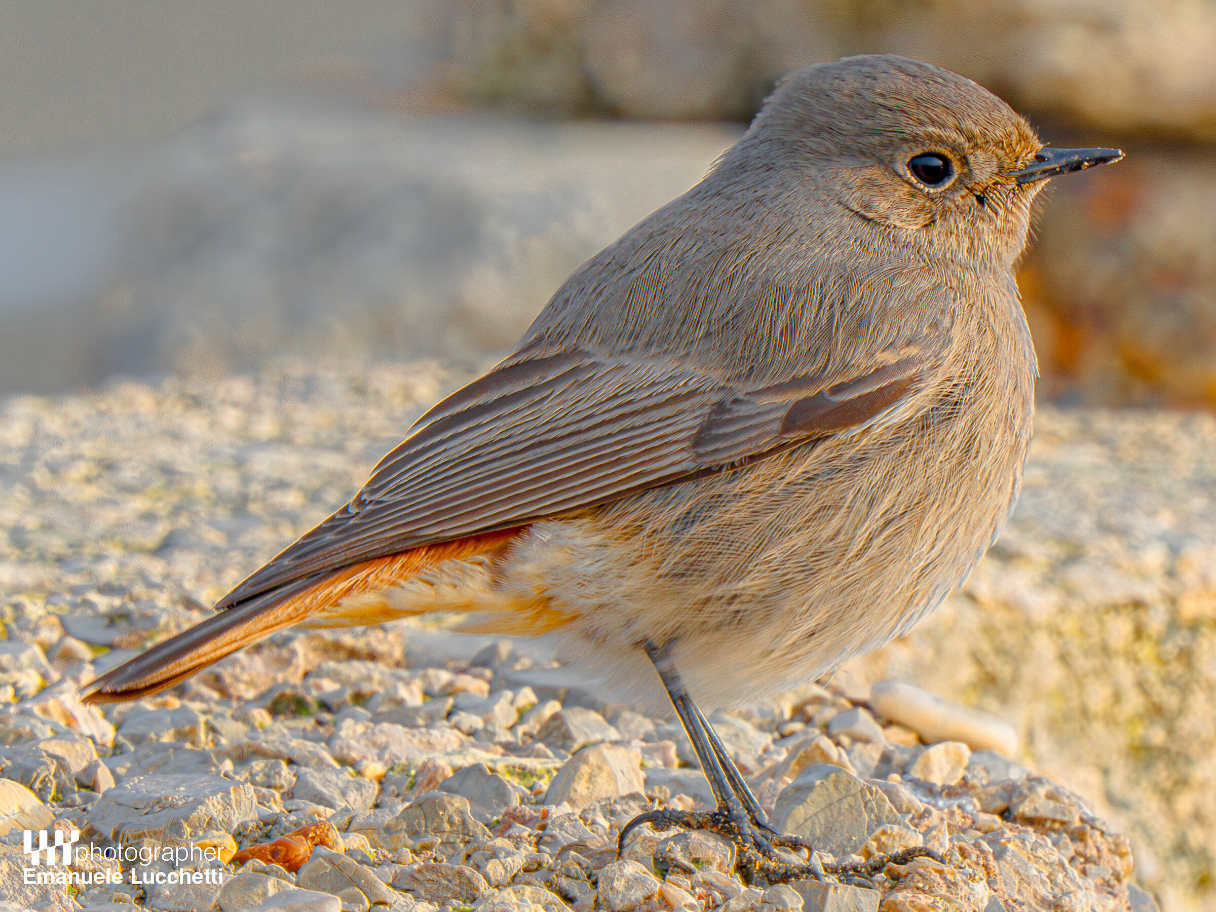 Codirosso spazzacamino (fenale)