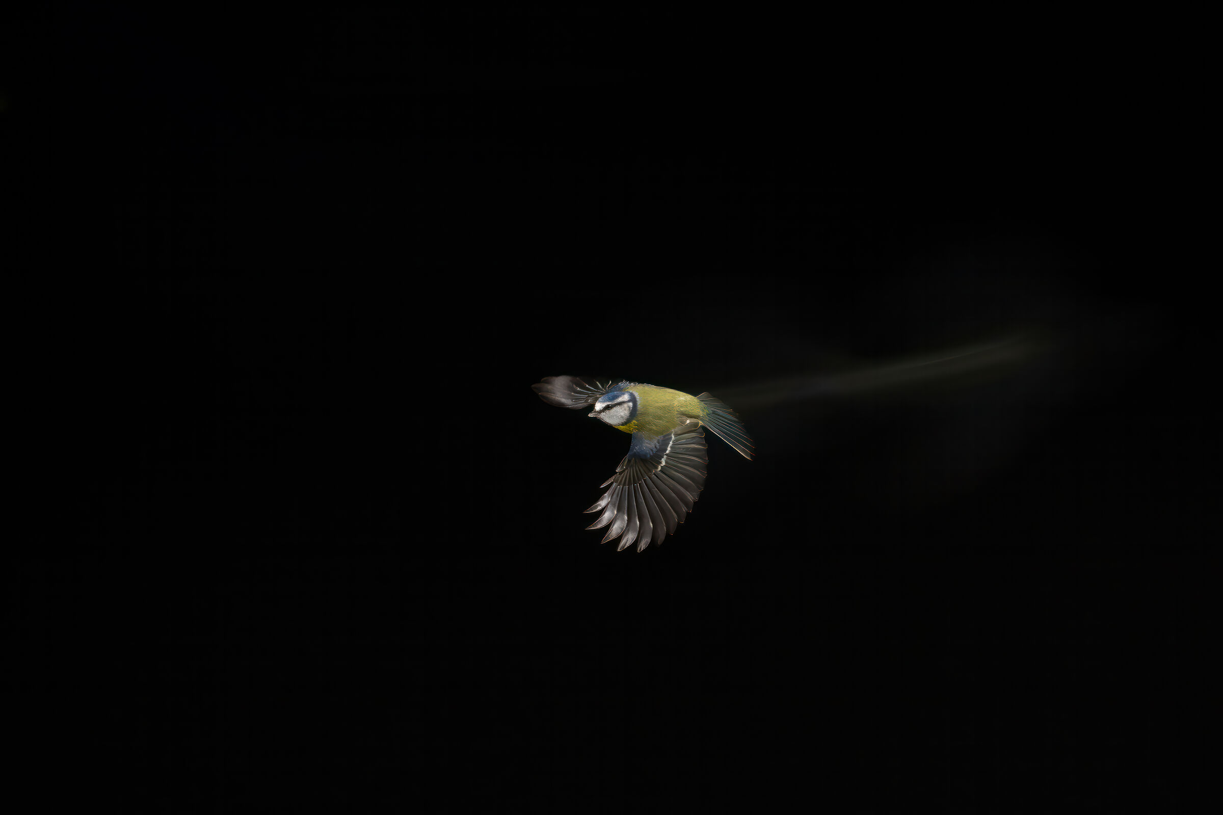 Blue tit (Cyanistes caeruleus) in flight