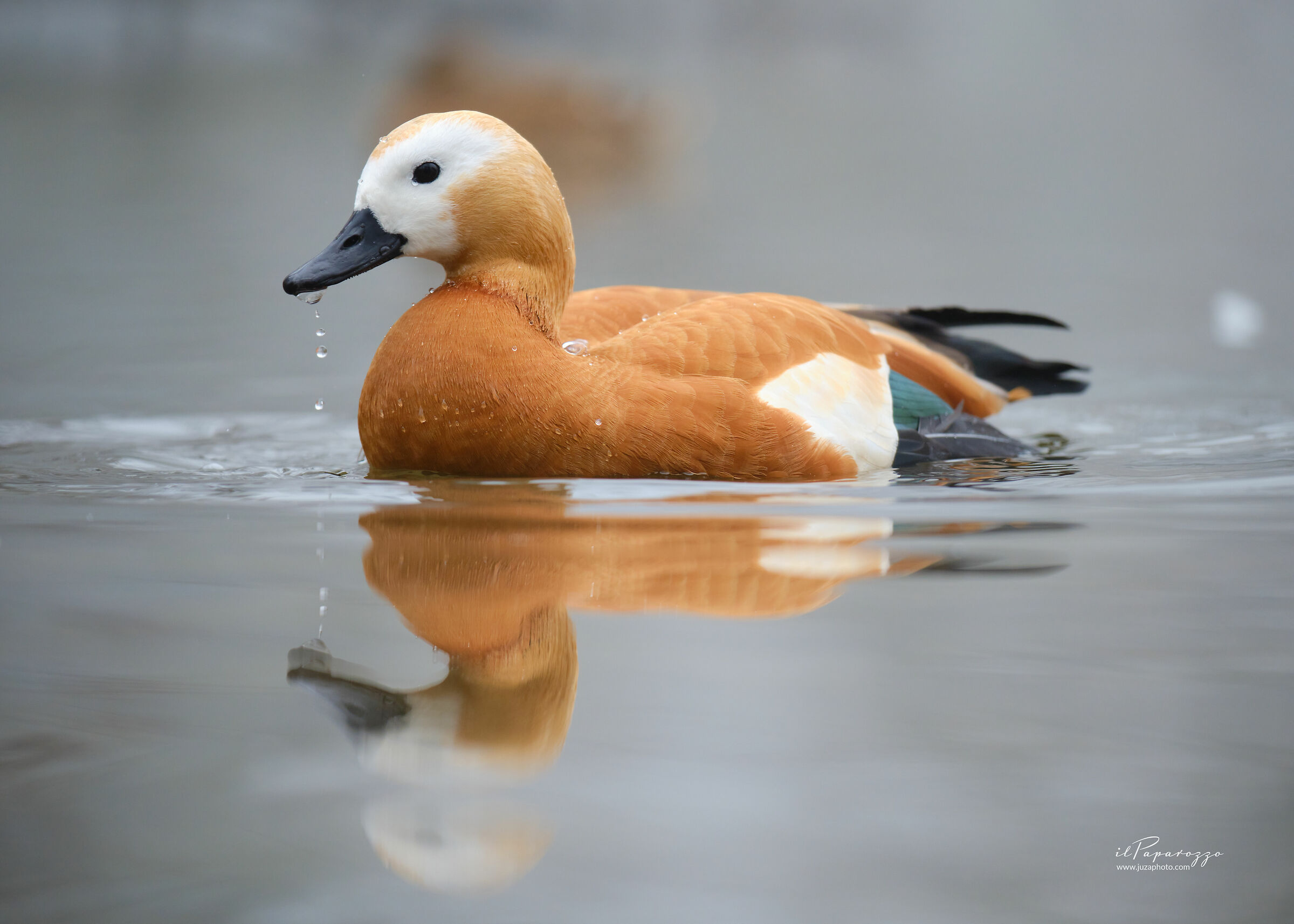 Ruddy shelduck
