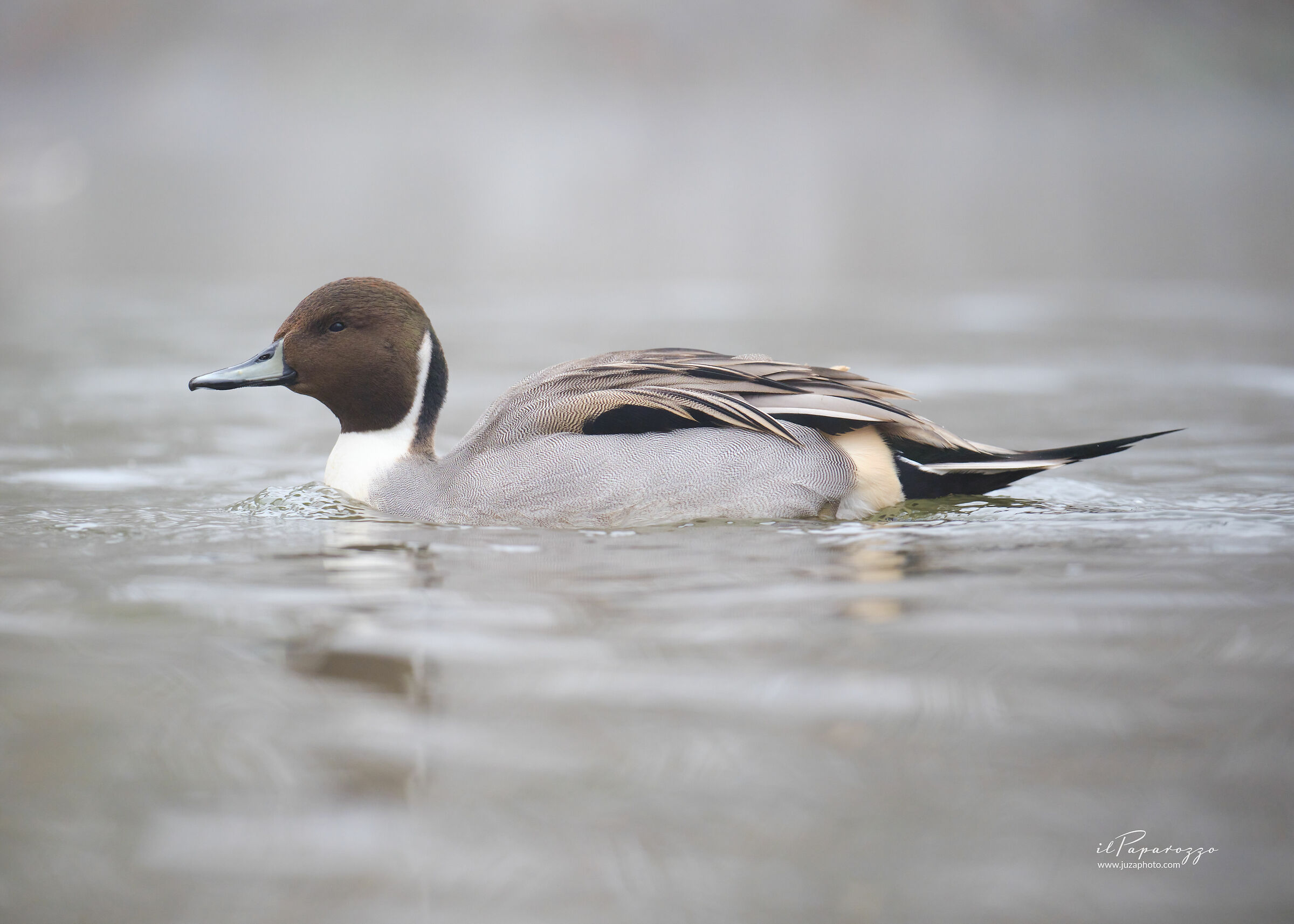 Common Pintail
