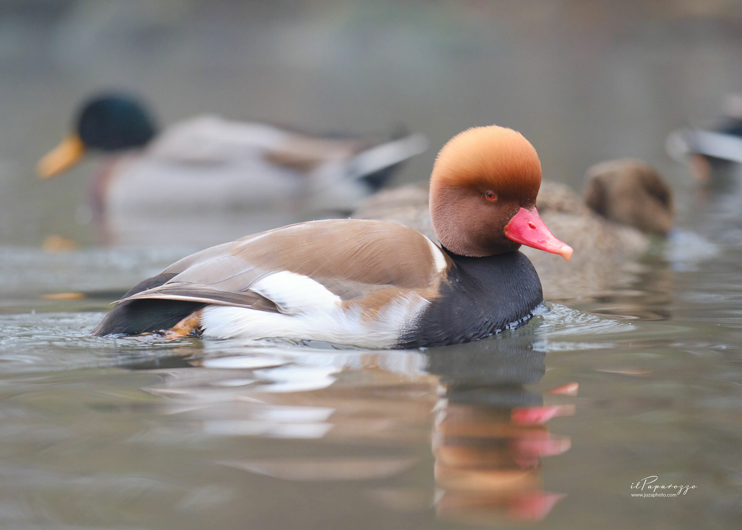 Red-crested pochard