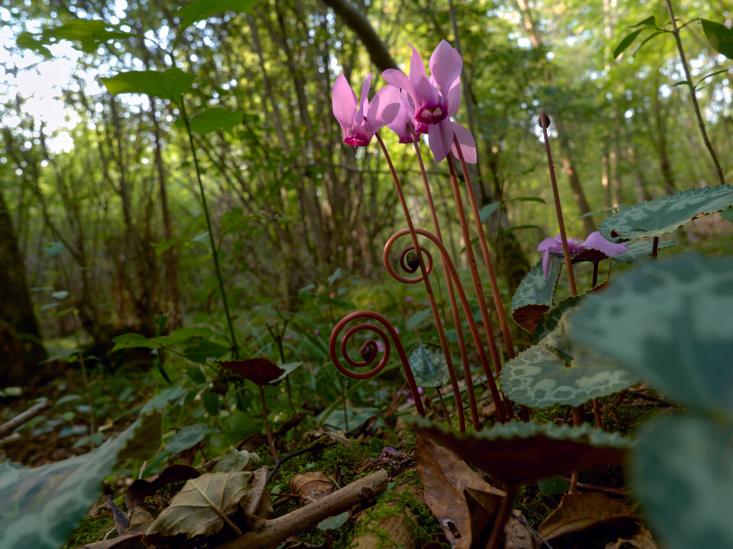 Armonie di Ciclamini