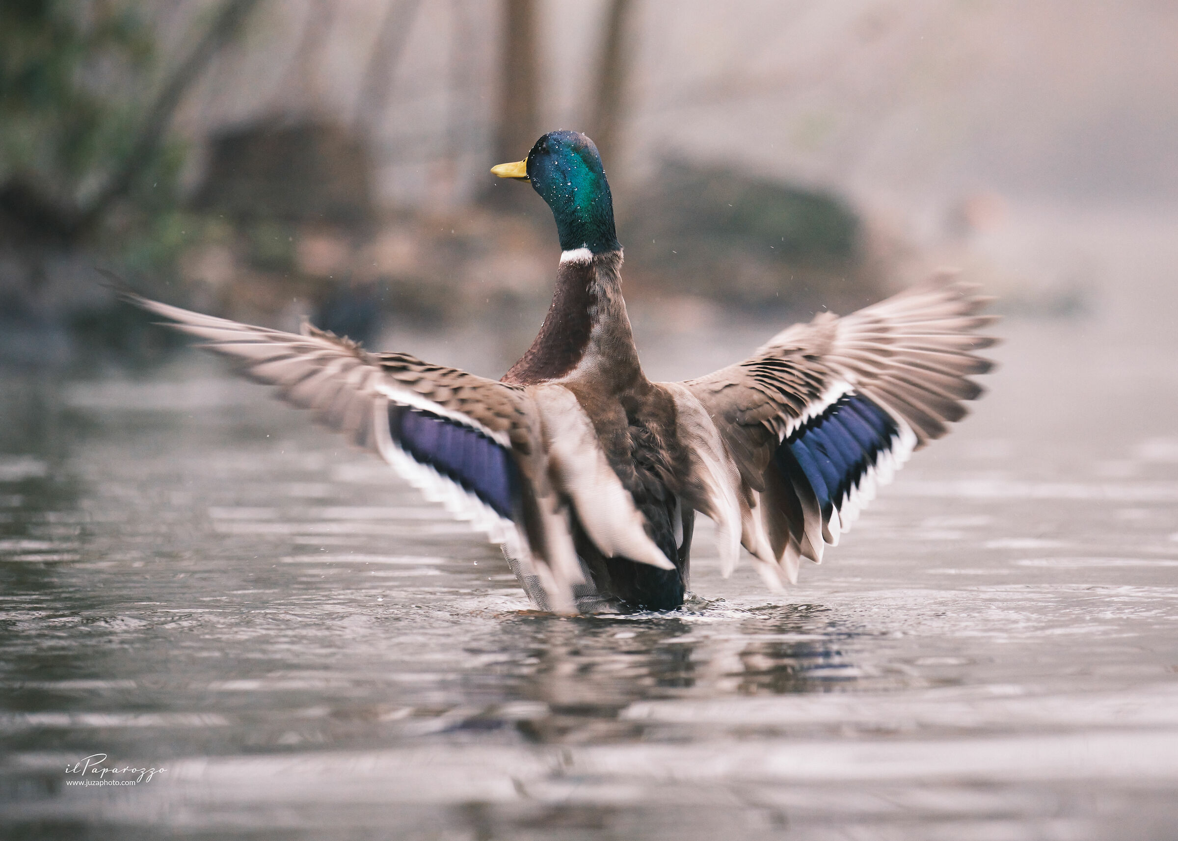 Mallard