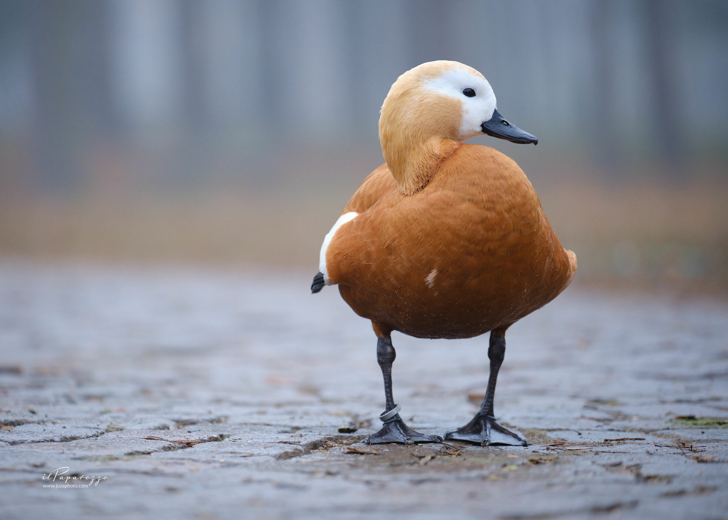 Ruddy shelduck