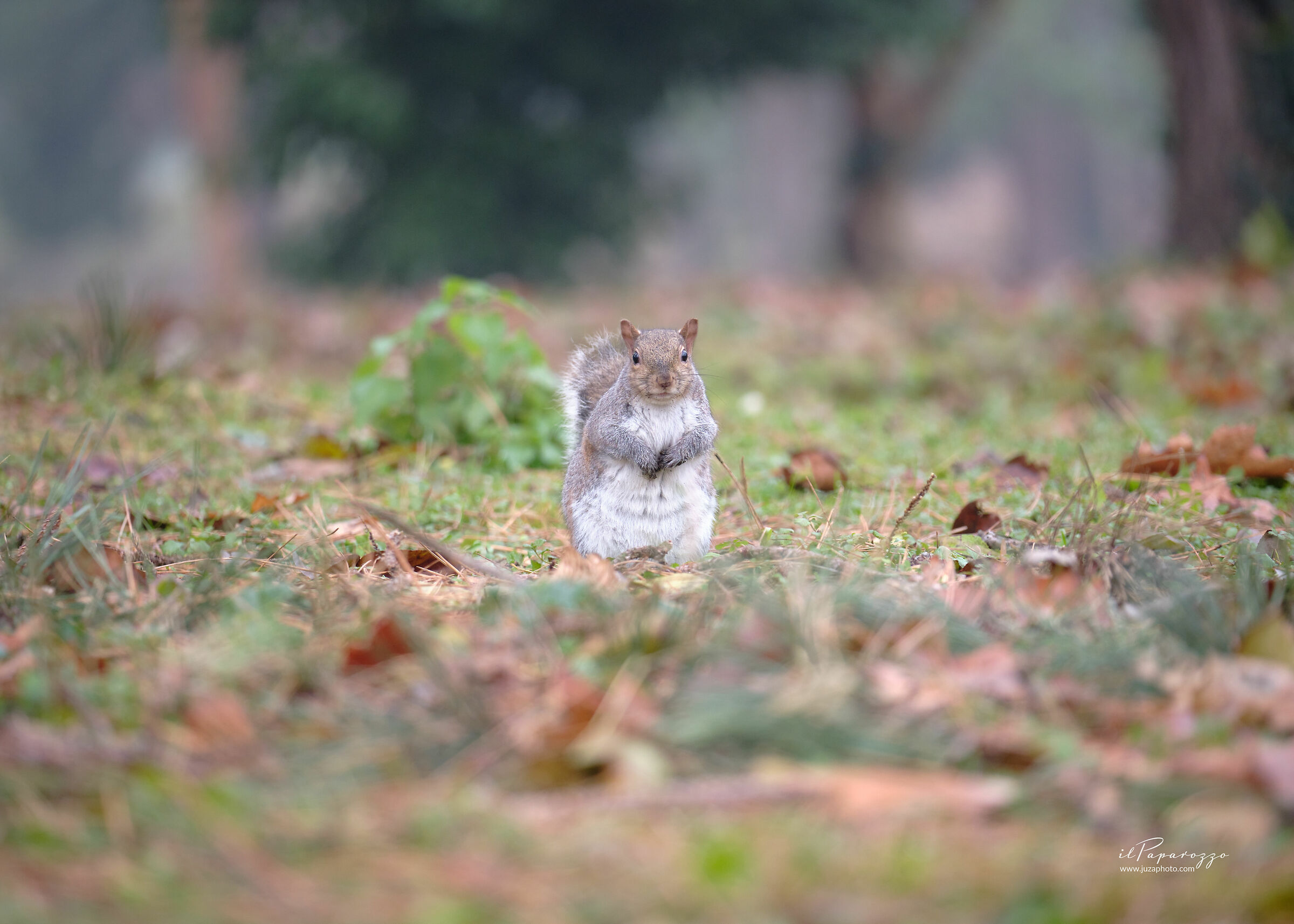 Grey Squirrel