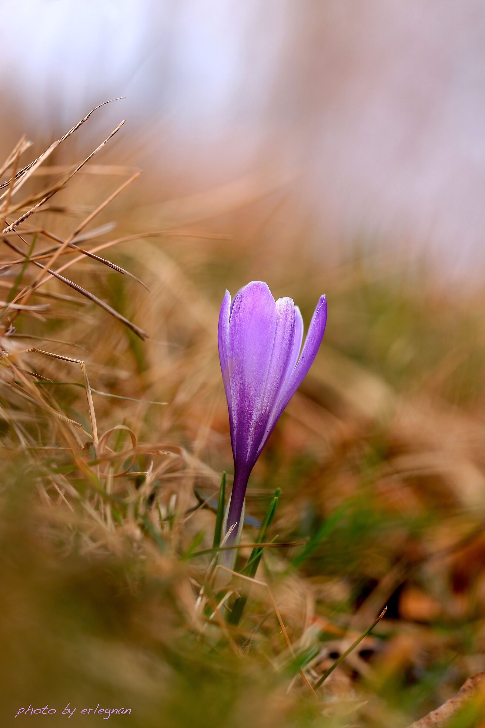 Crocus
