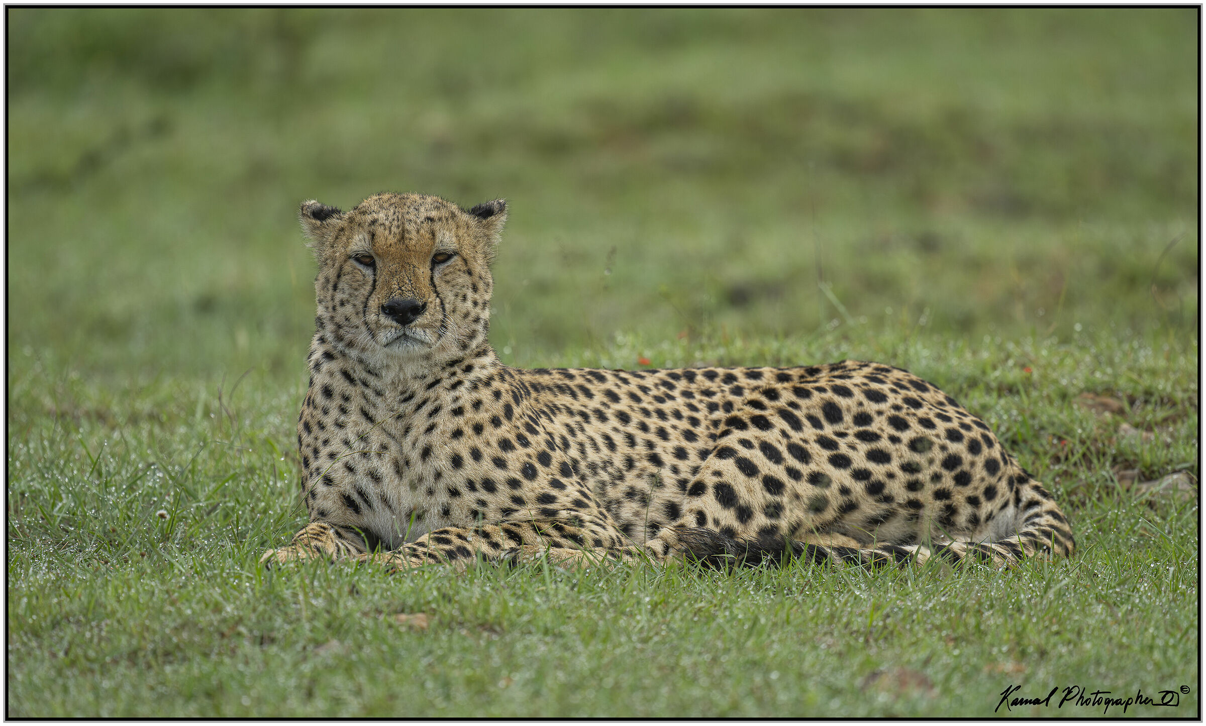 Ghepardo (Acinonyx jubatus)
