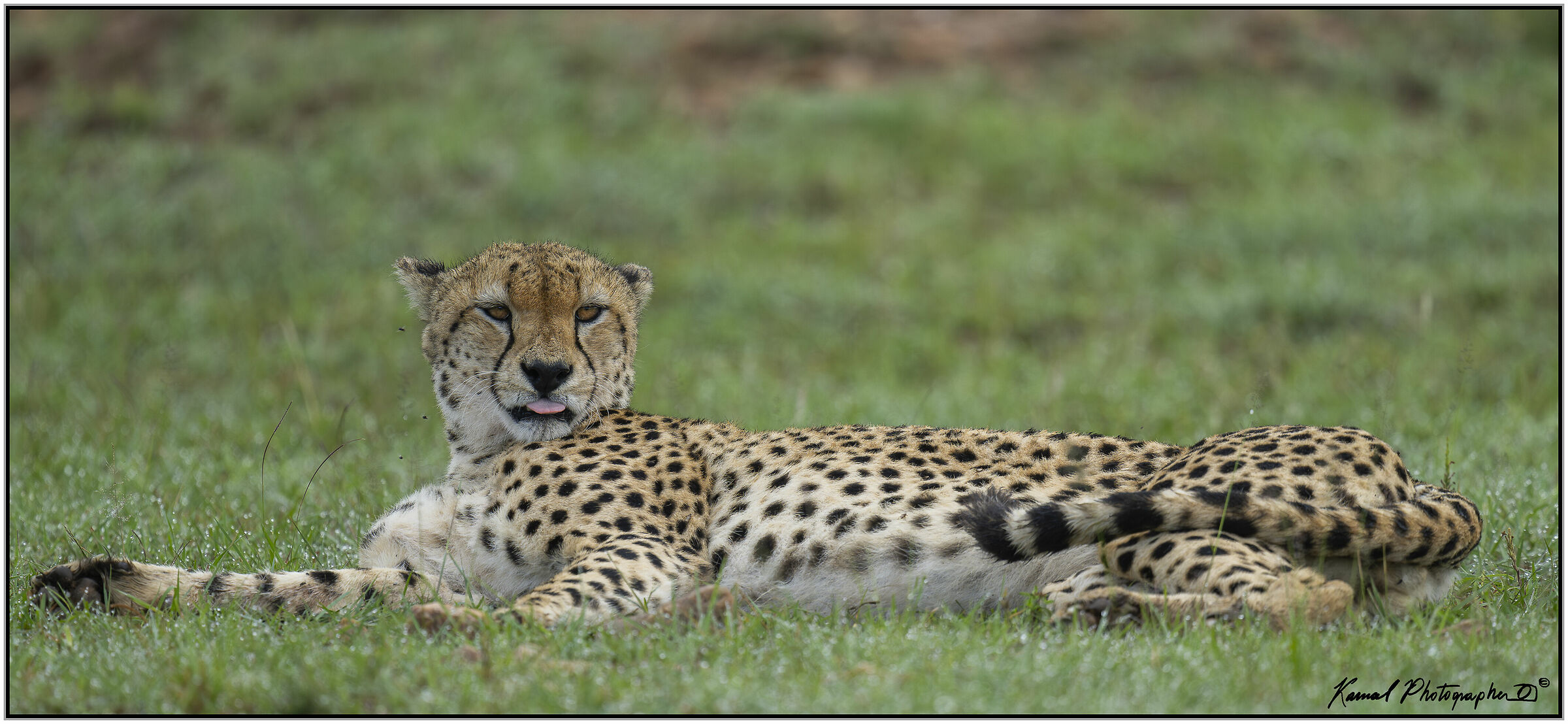 Ghepardo (Acinonyx jubatus)