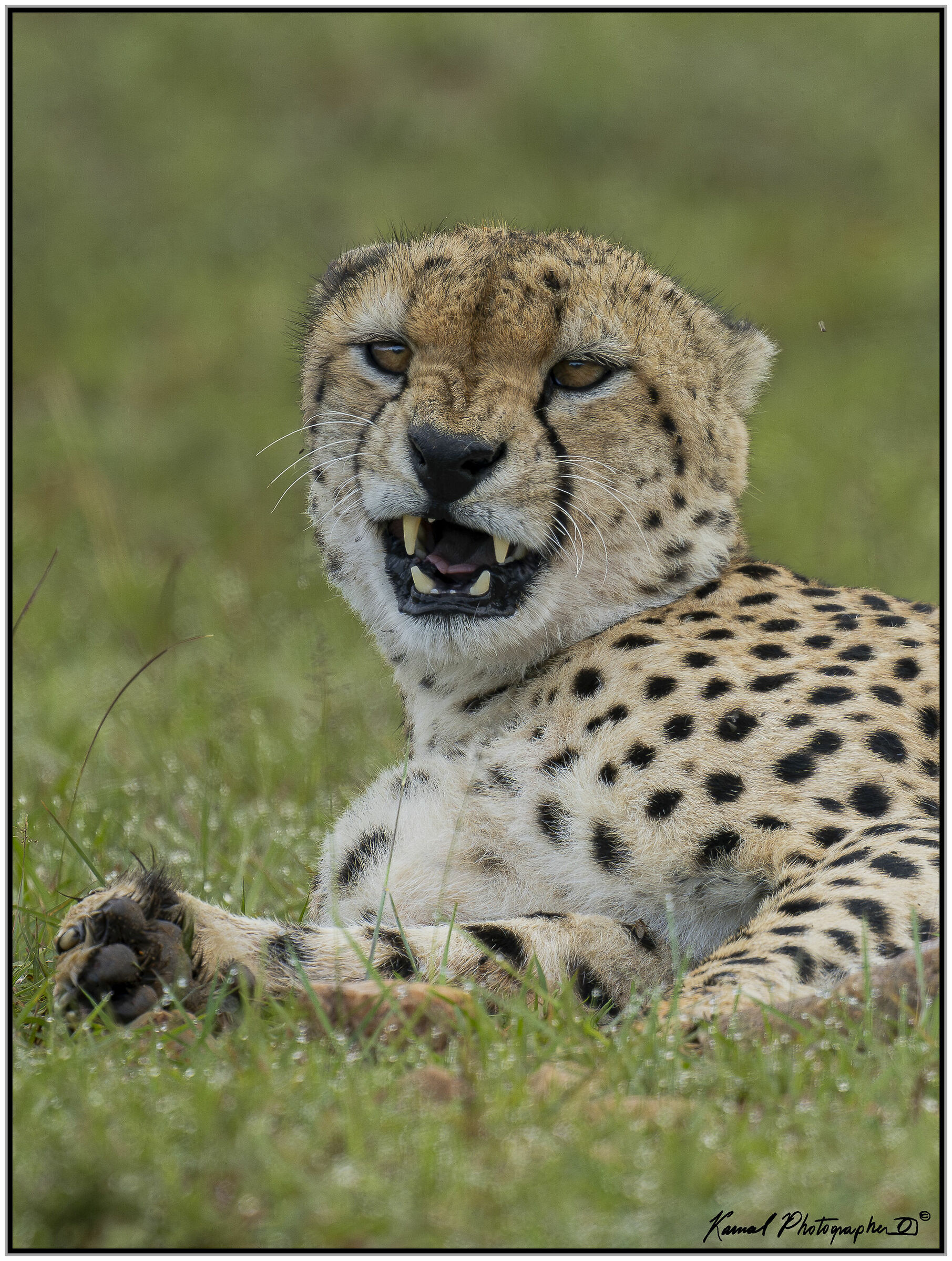 Ghepardo (Acinonyx jubatus)