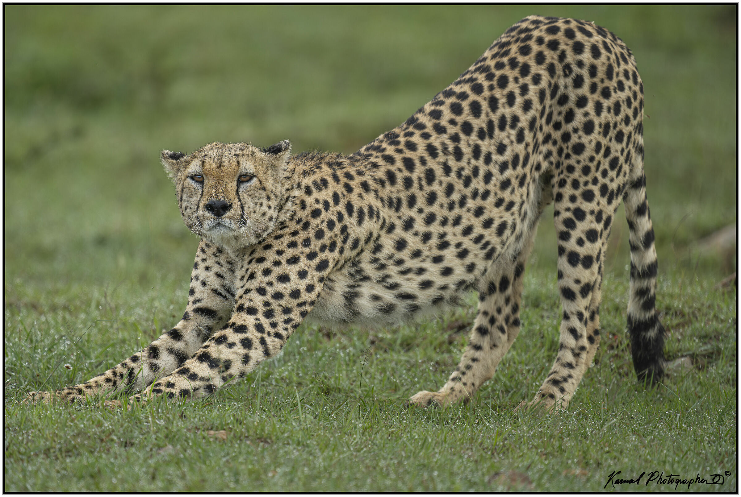 Ghepardo (Acinonyx jubatus)