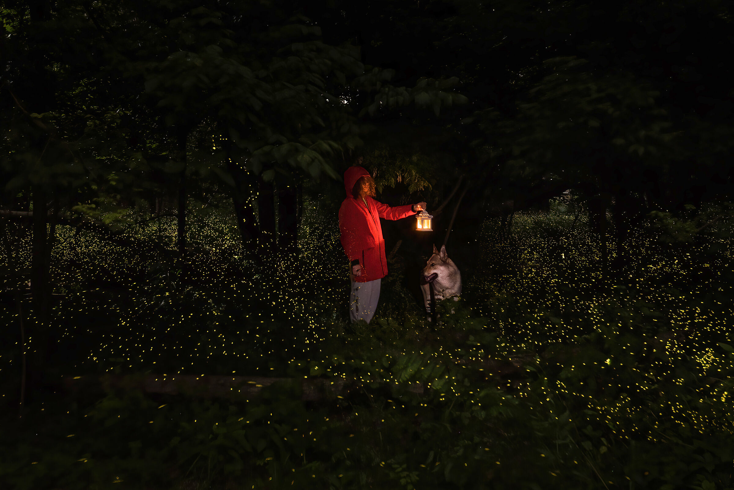 il Lupo, Cappuccetto rosso e le lucciole
