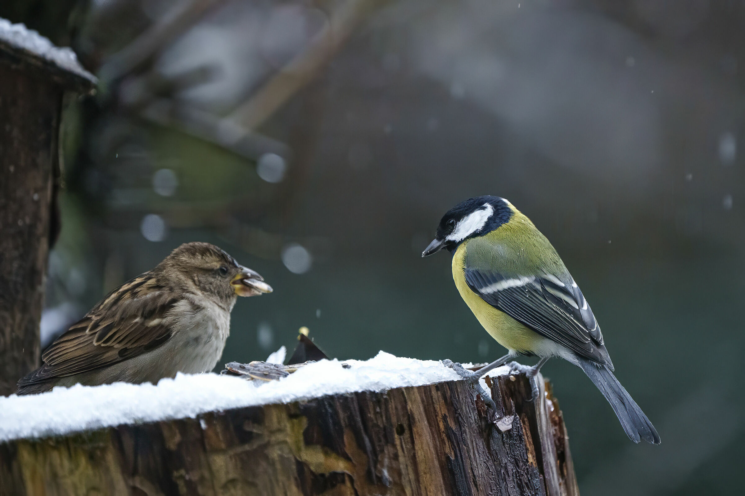 Cincia sotto la neve