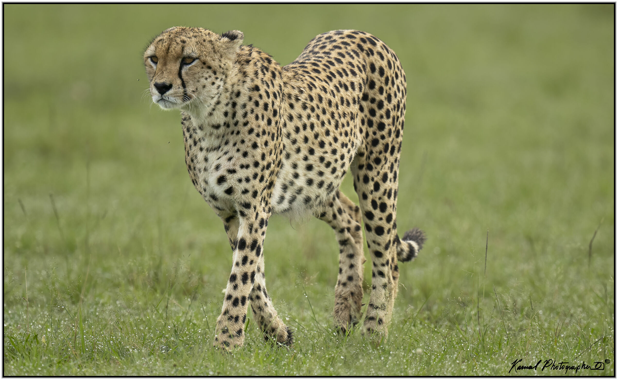 Ghepardo (Acinonyx jubatus)