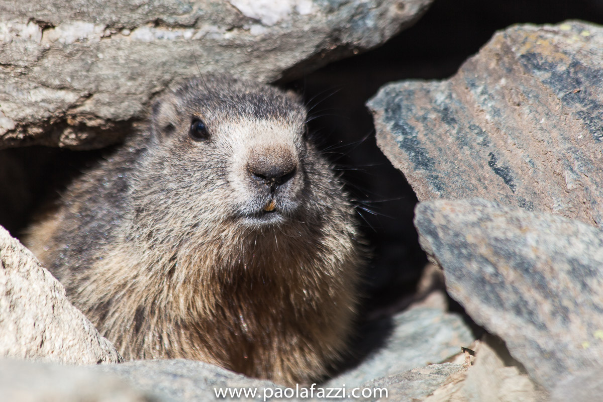 Marmotta