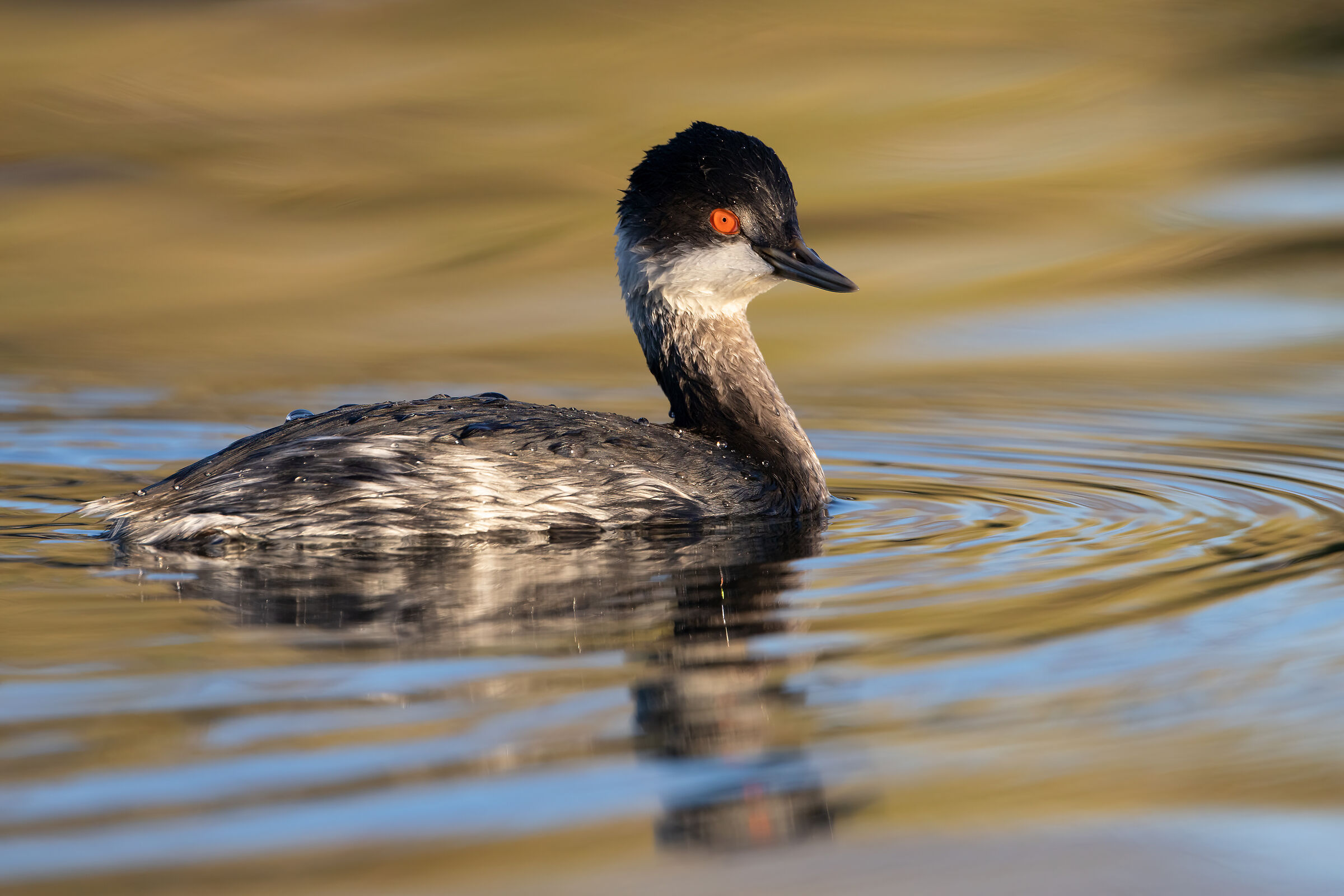 The Little Grebe