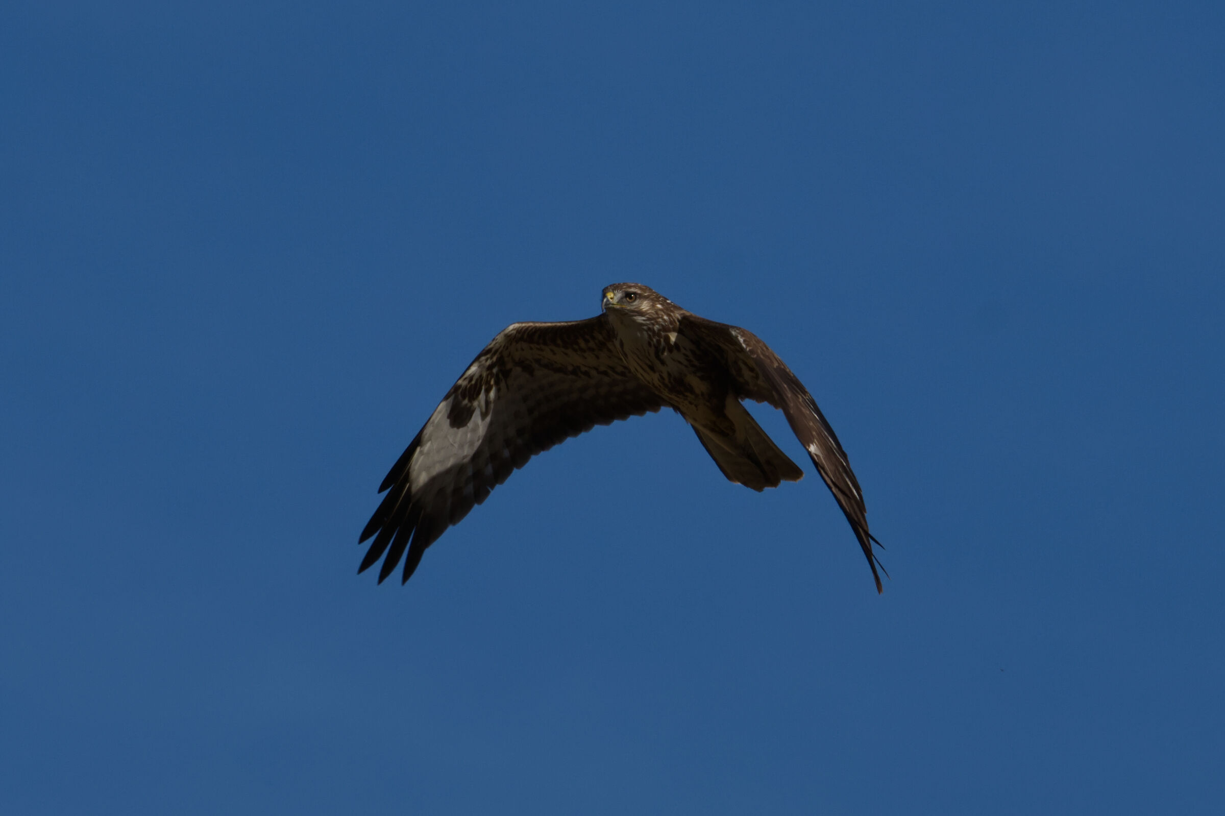 Buteo buteo