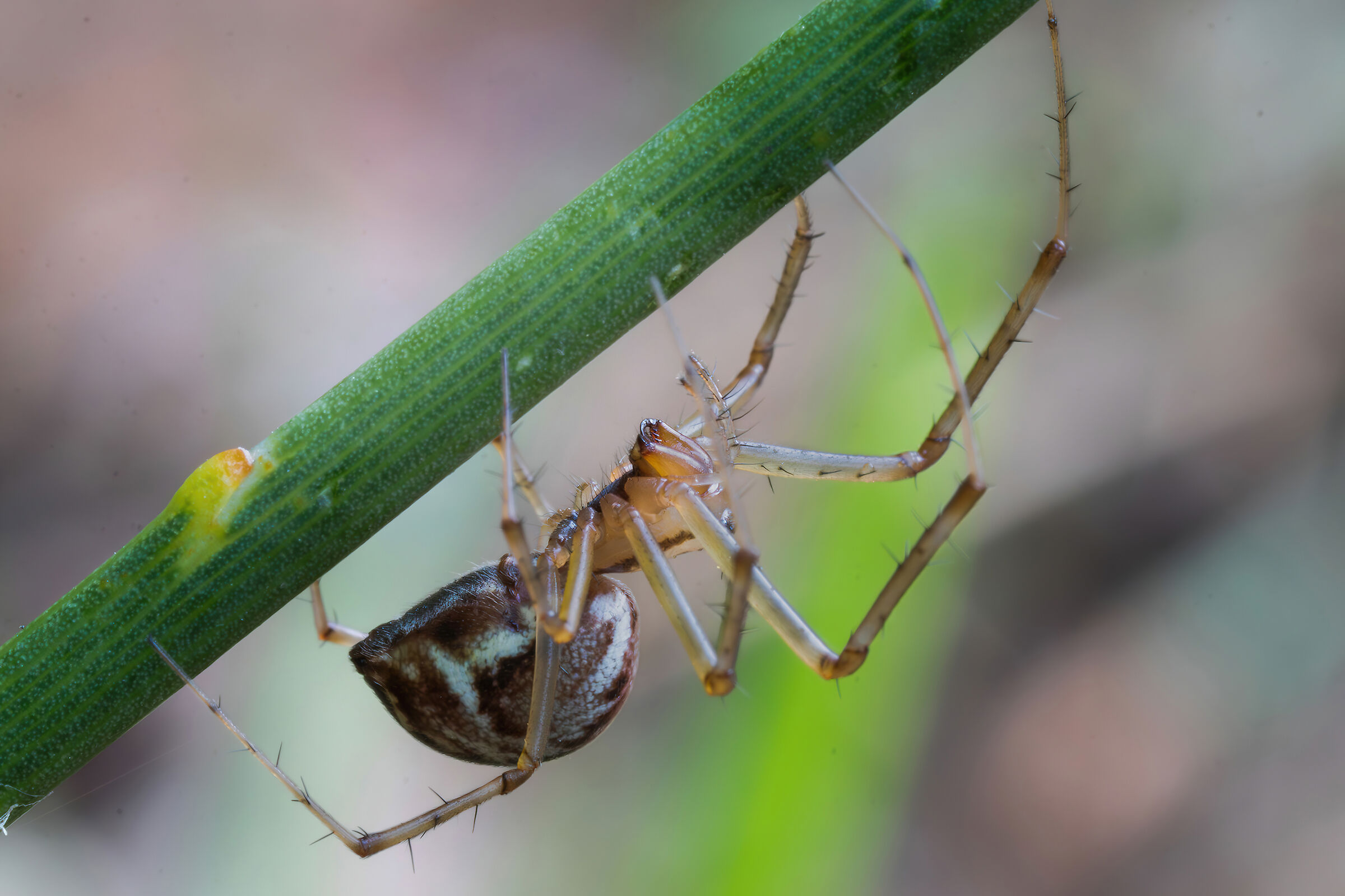 Linyphia triangularis