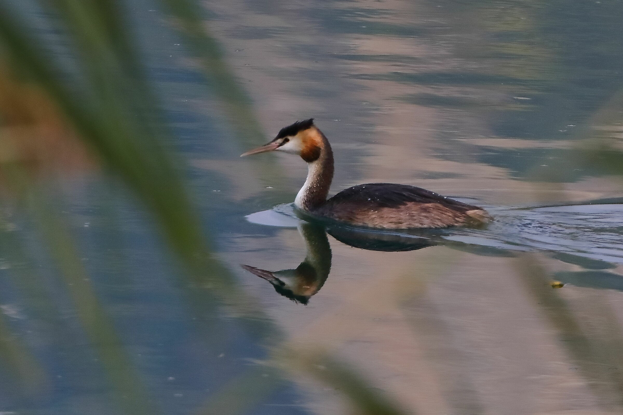 Grebe 06-10-2023