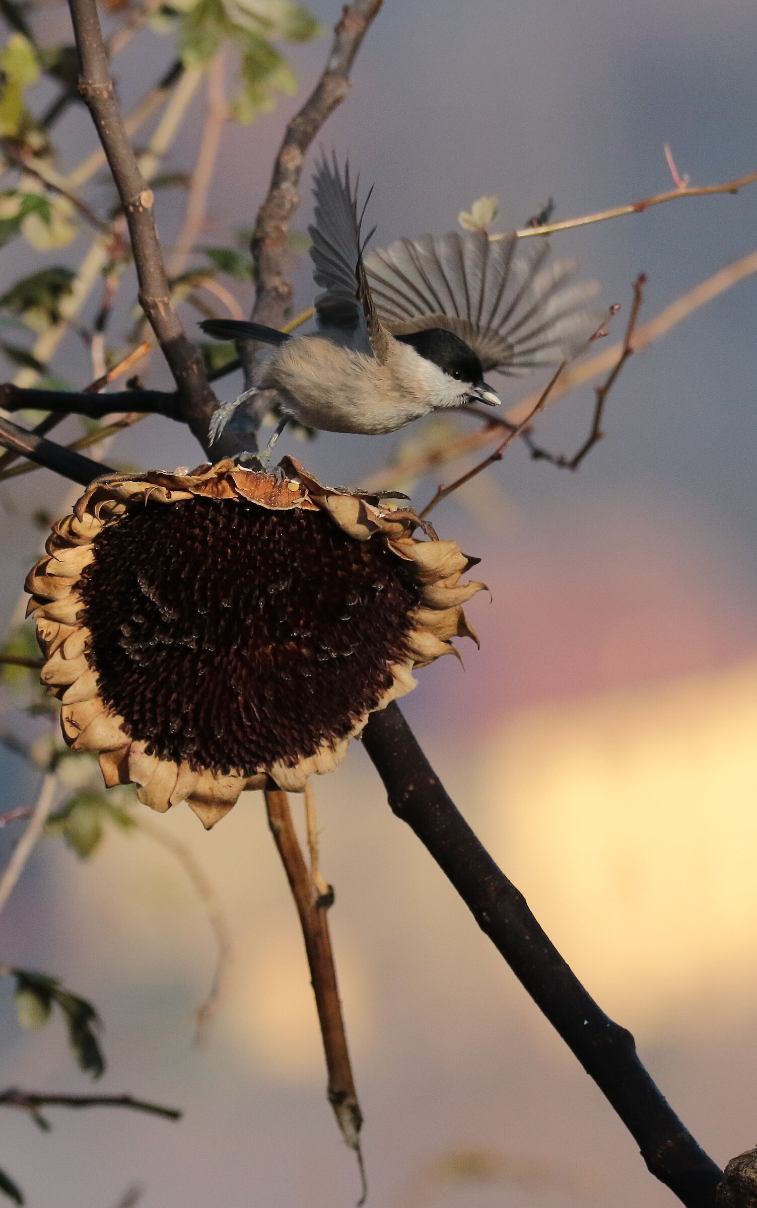 Cincia bigia su girasole