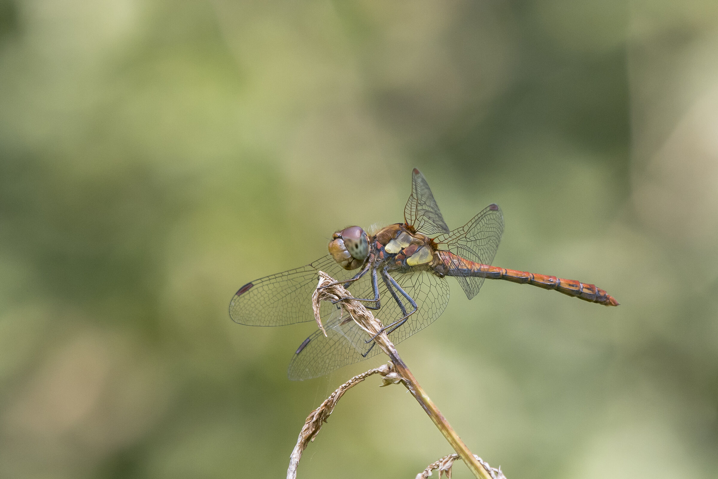 Venerossa cardinal (Sympetrum fonscolombii)
