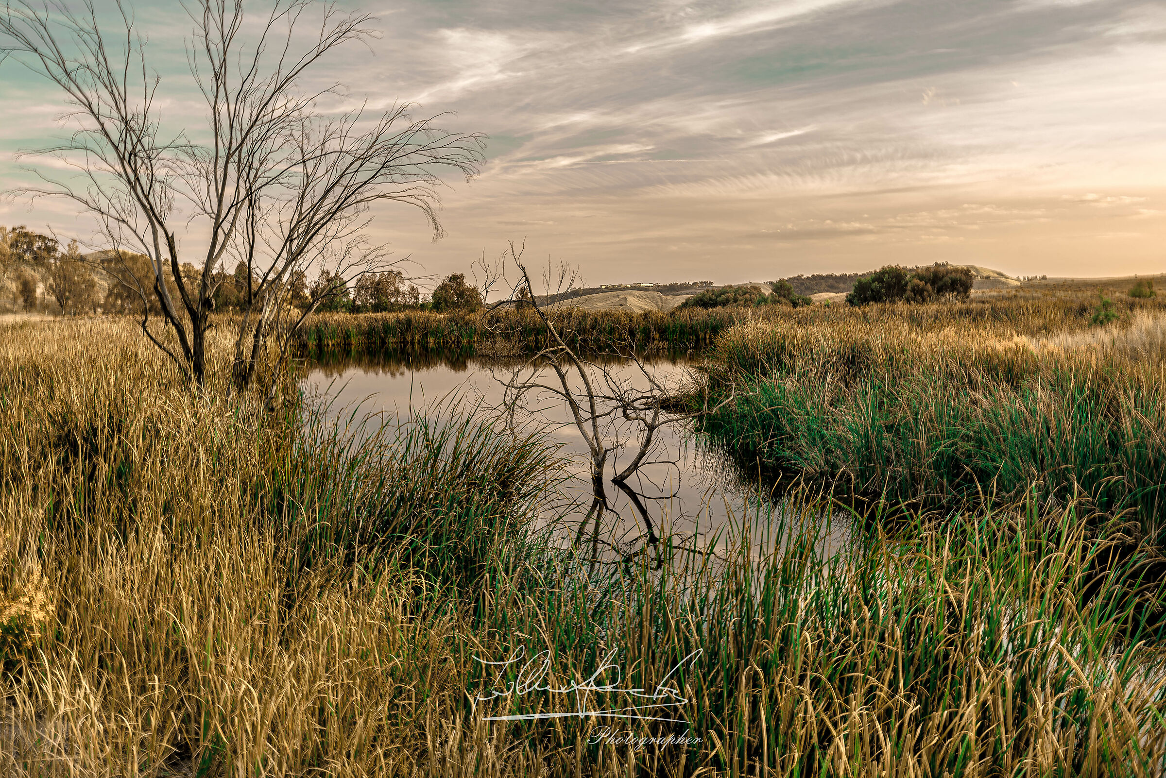 Sunset among Dead Trees and Silent Ponds