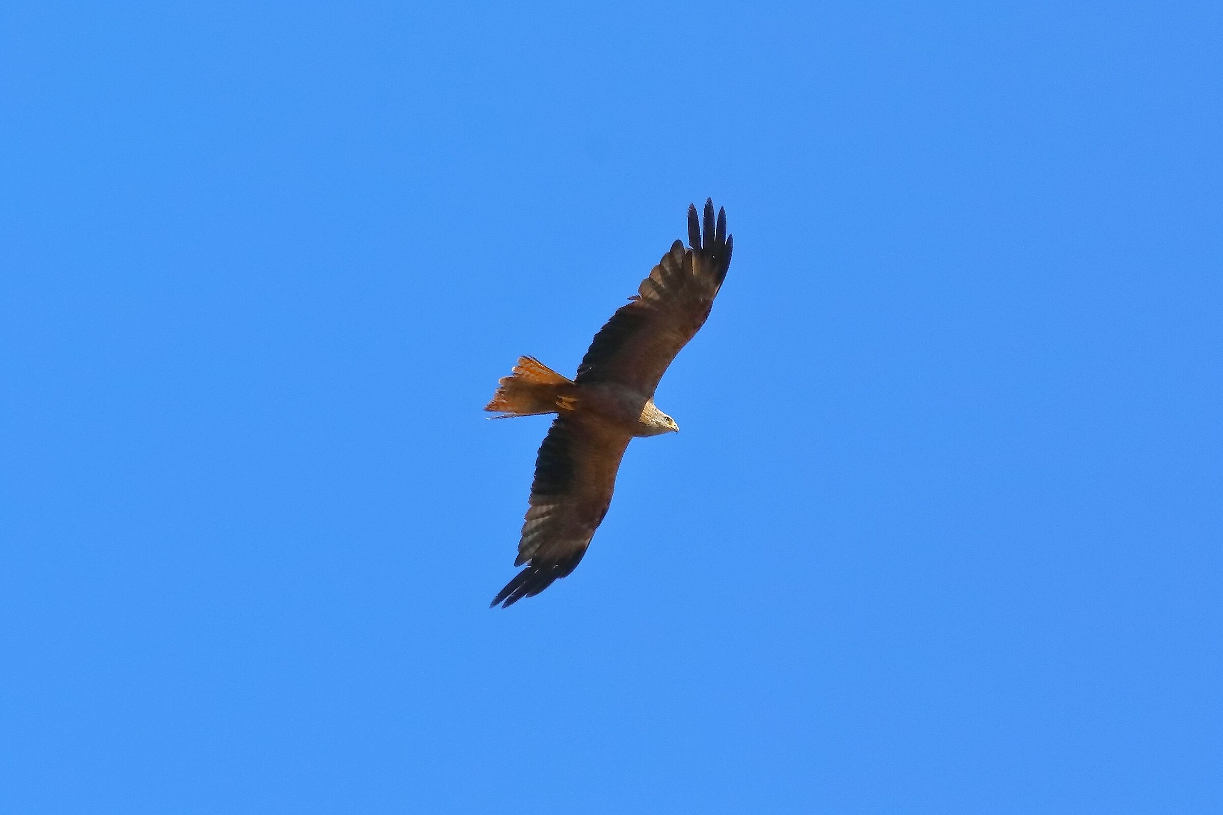 Black Kite 06-08-2023