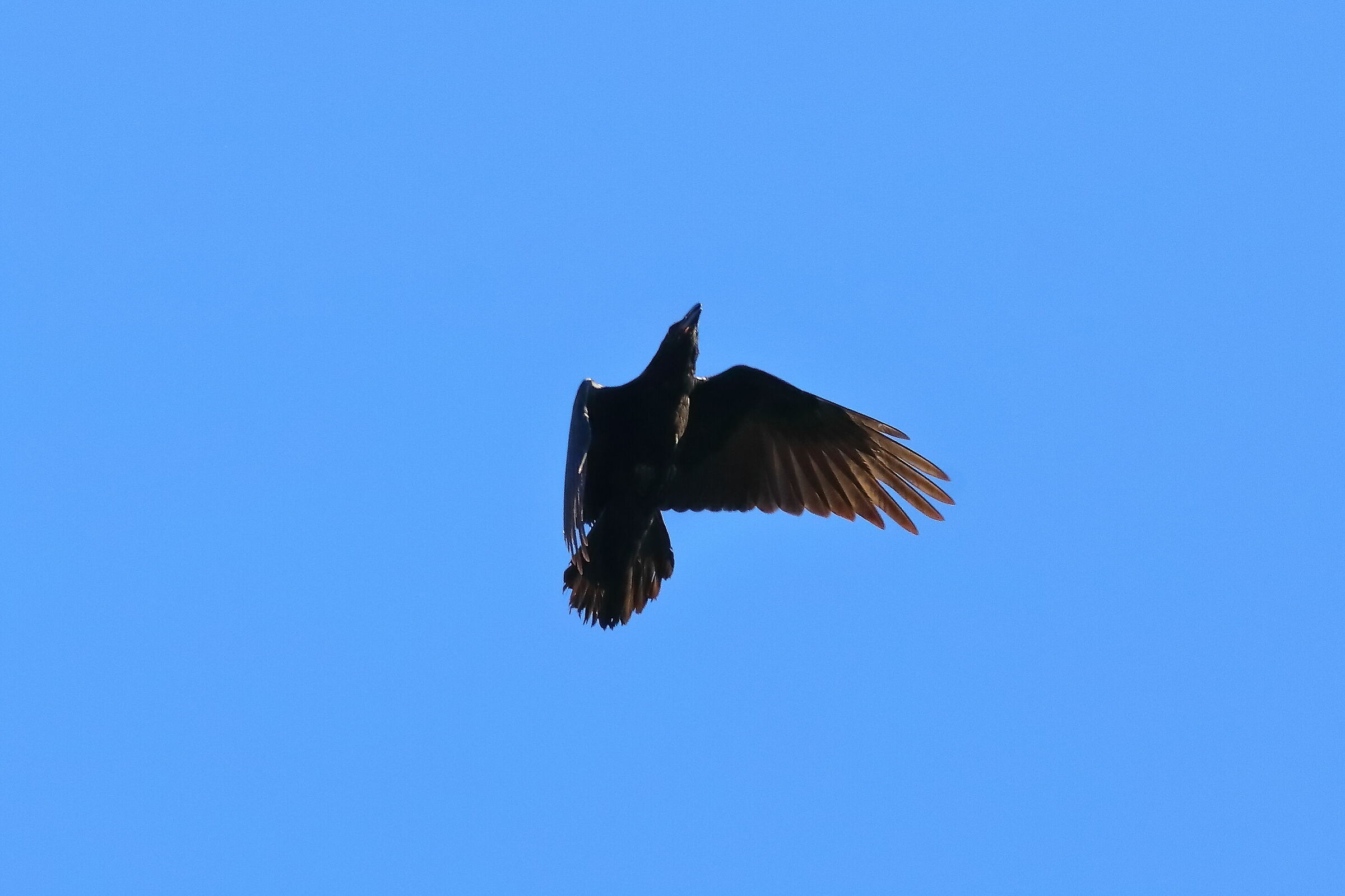 Raven 06-08-2023