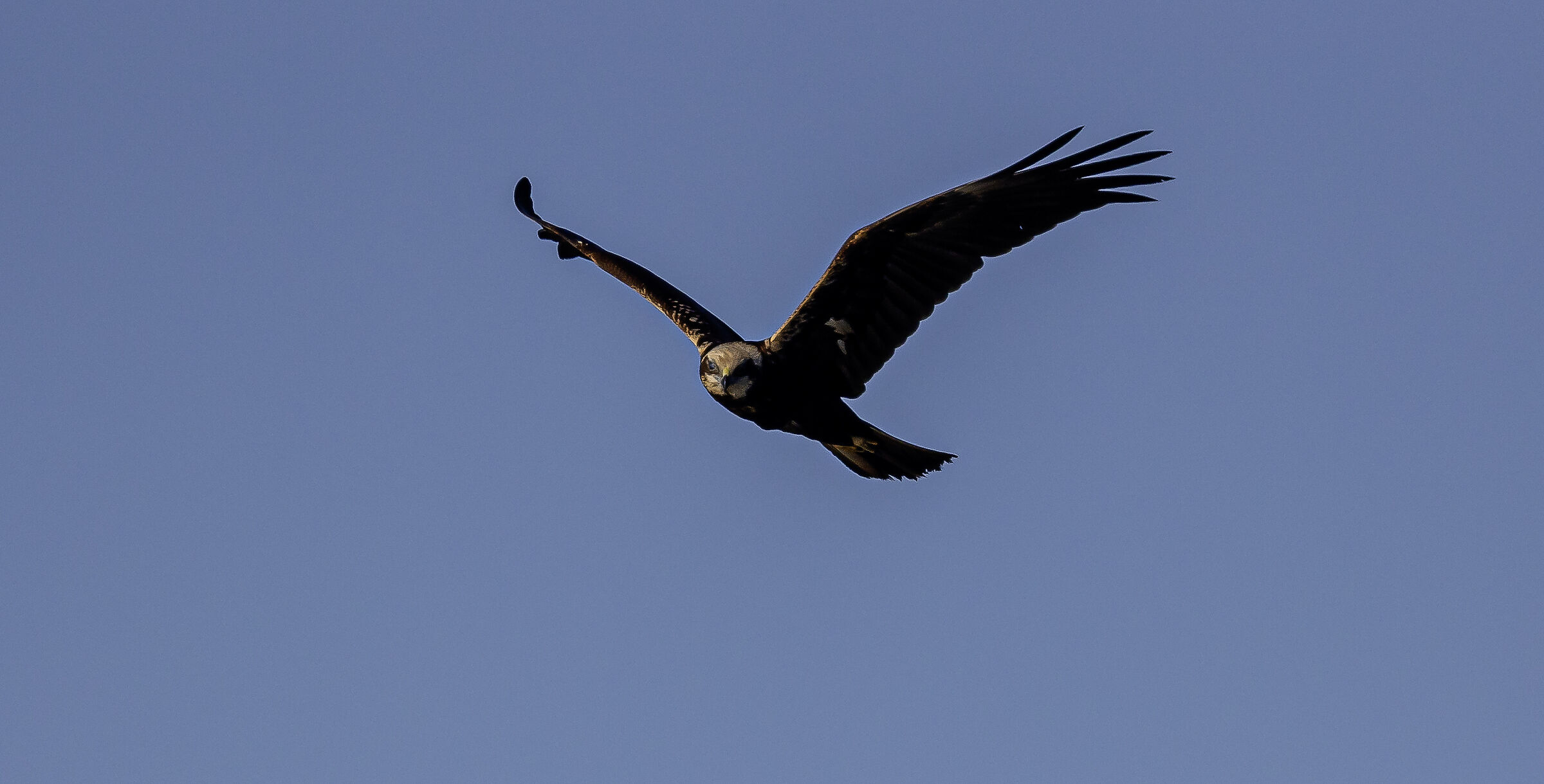 Circus aeruginosus - Femmina di falco di palude