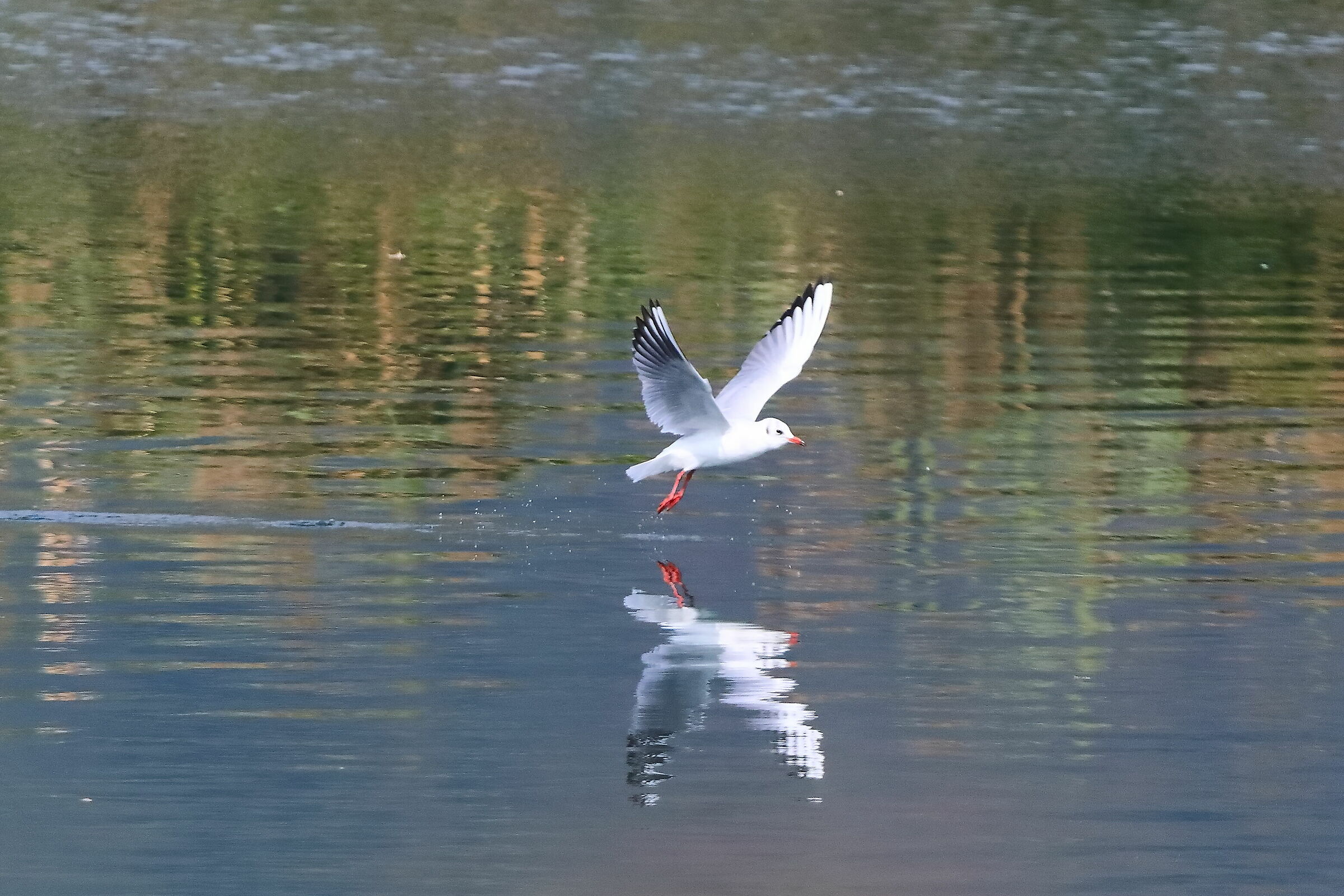 Ground Gull 06-10-2023