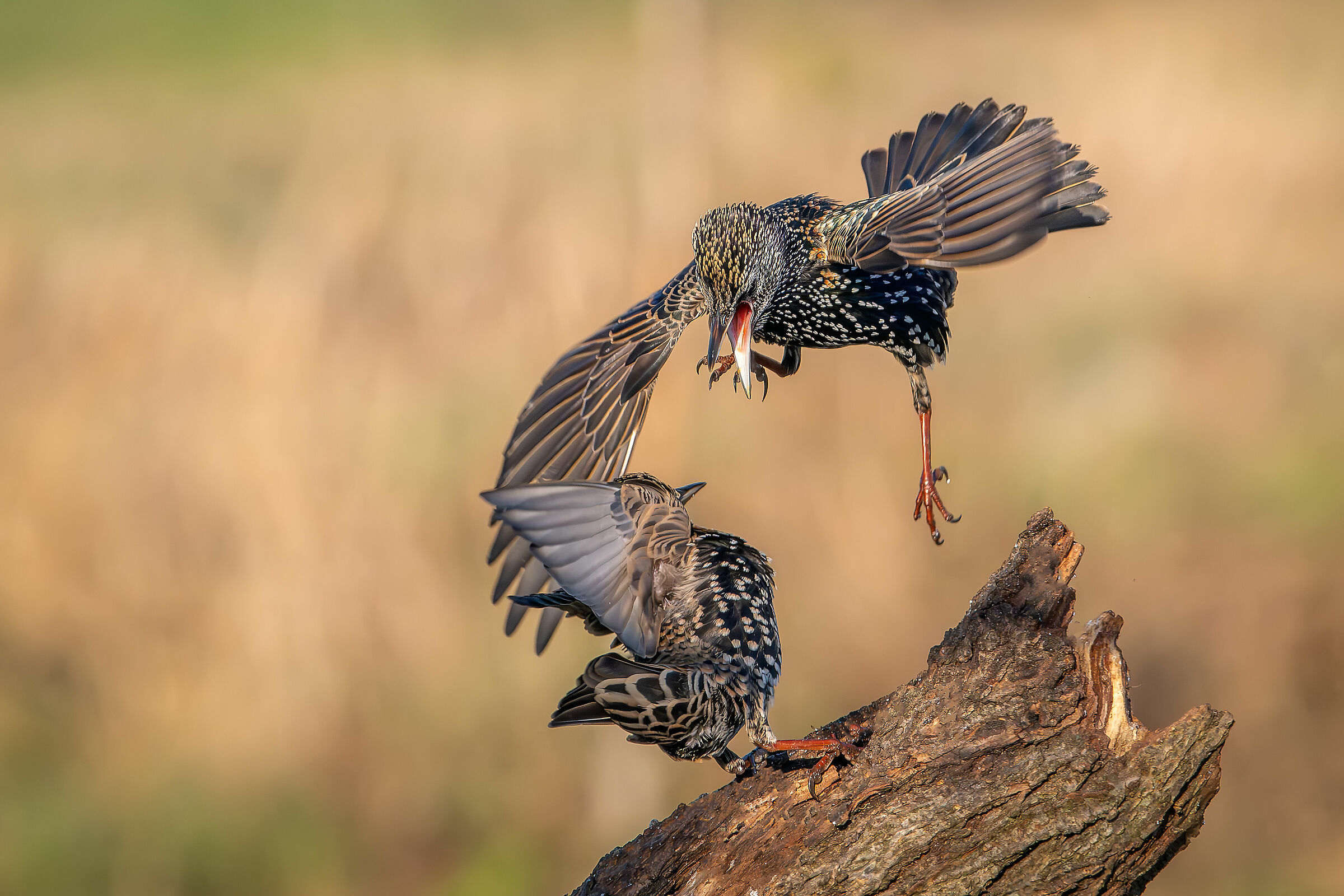 Angry starling #capannocora