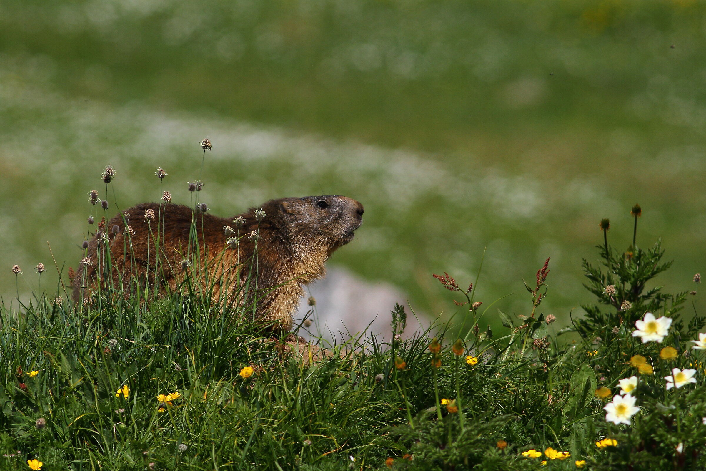 marmotta