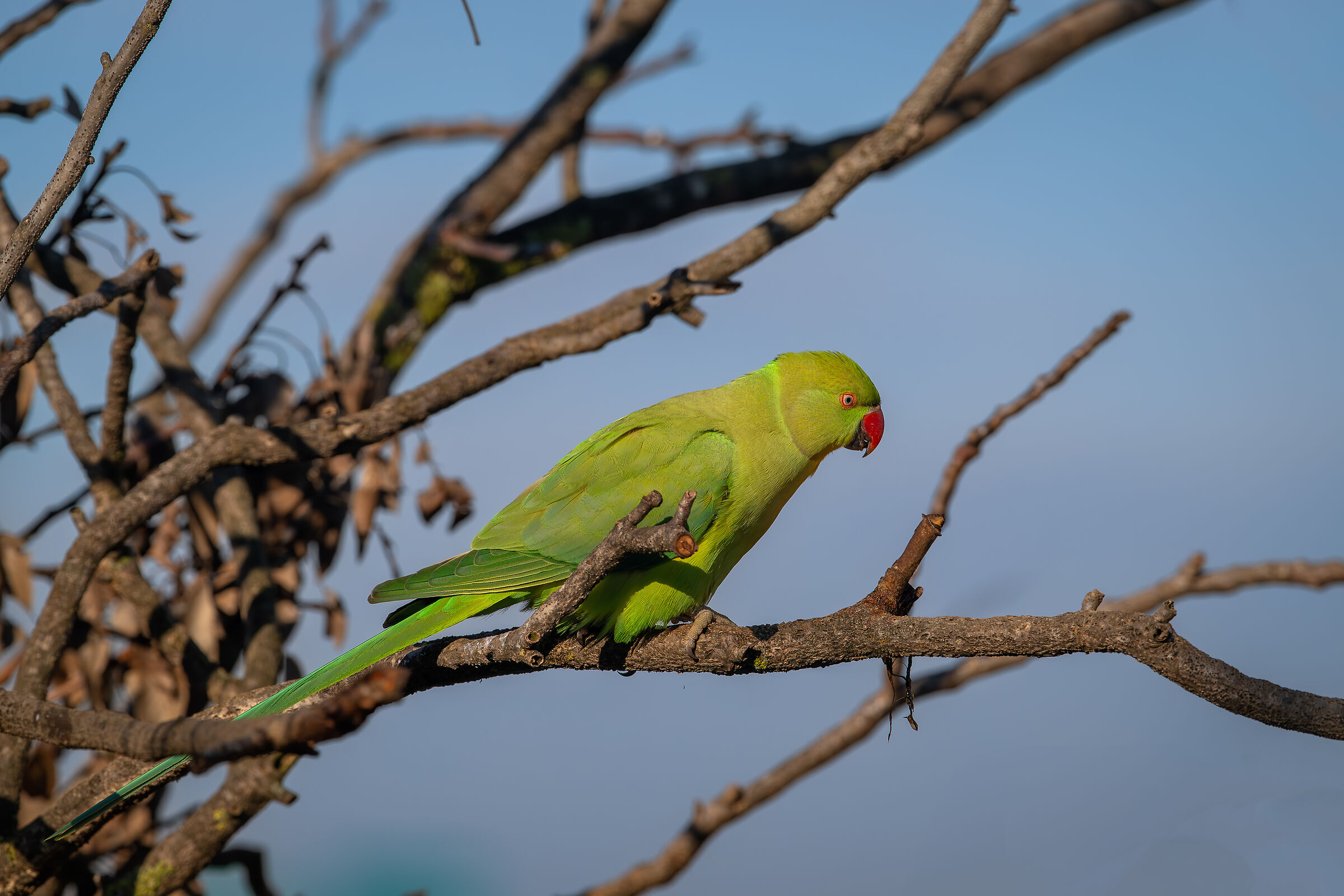 Parakeet #capannocora