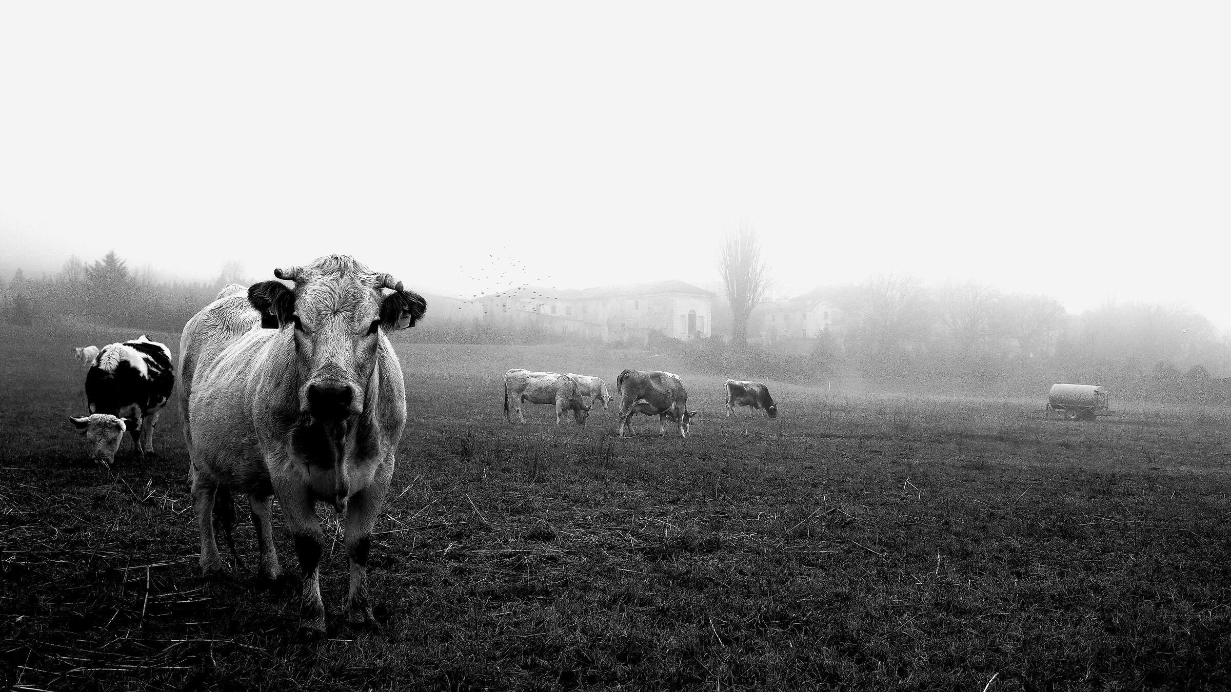Pastures in the fog