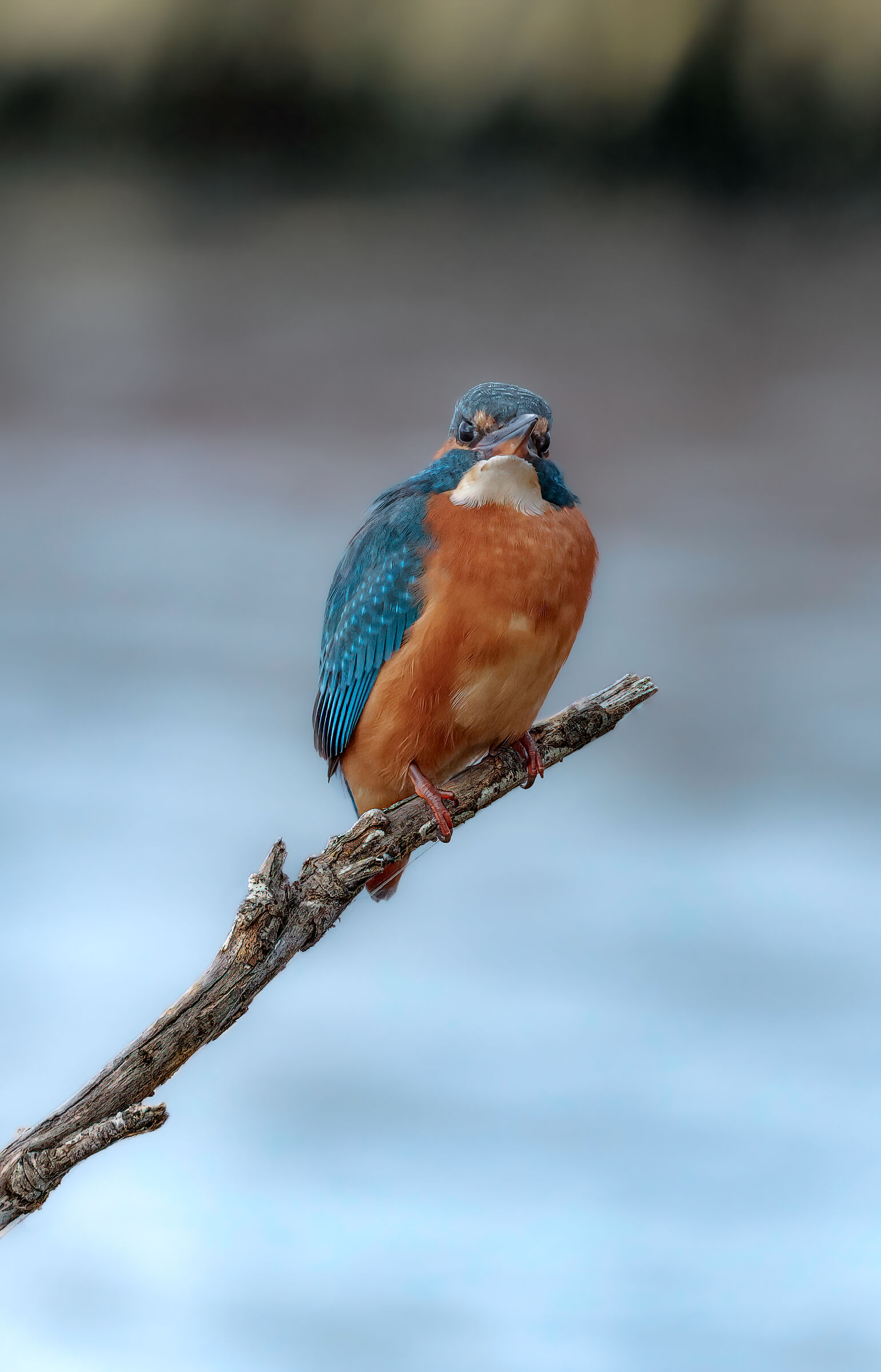 Kingfisher