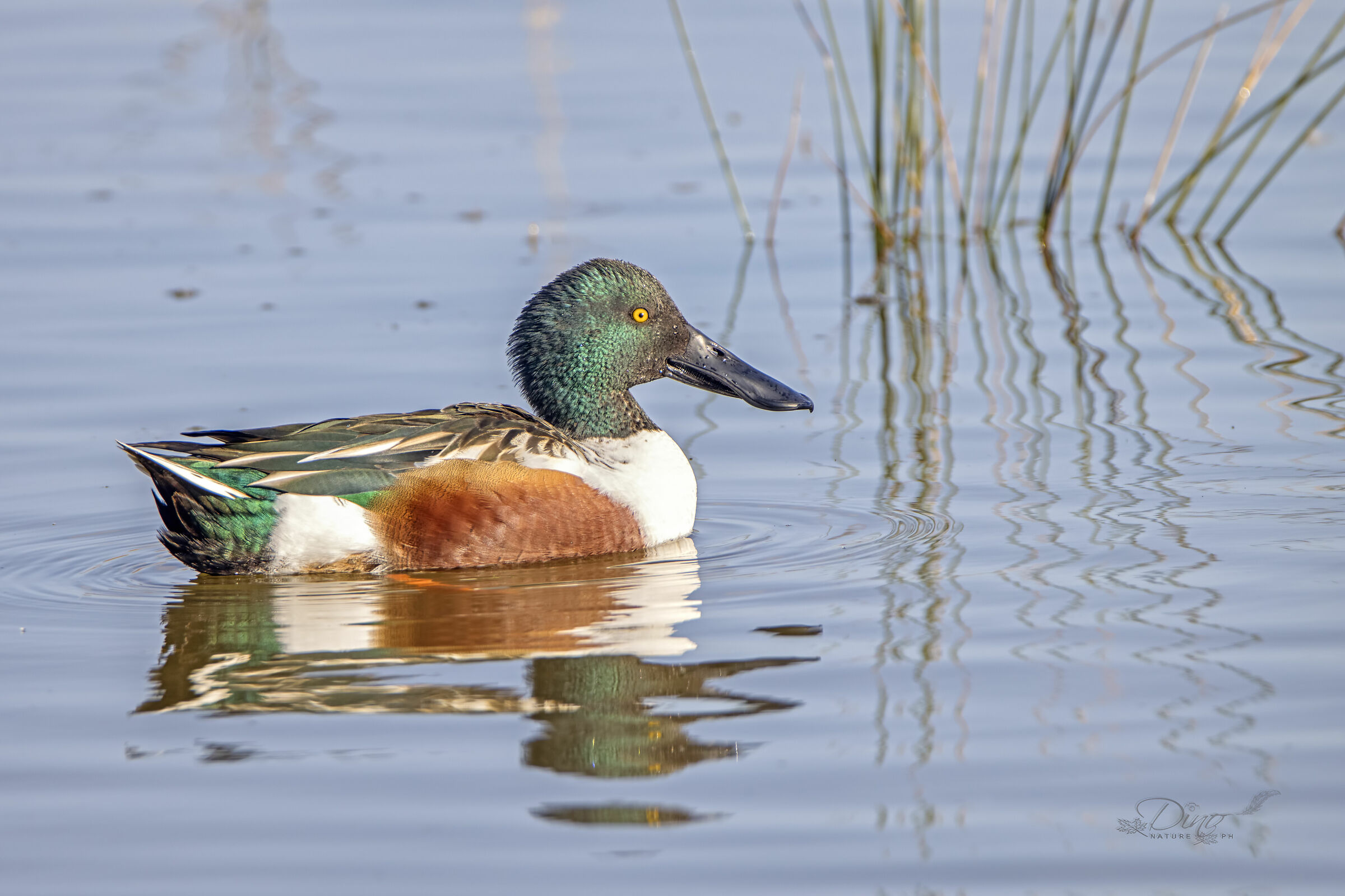 Male shoveler
