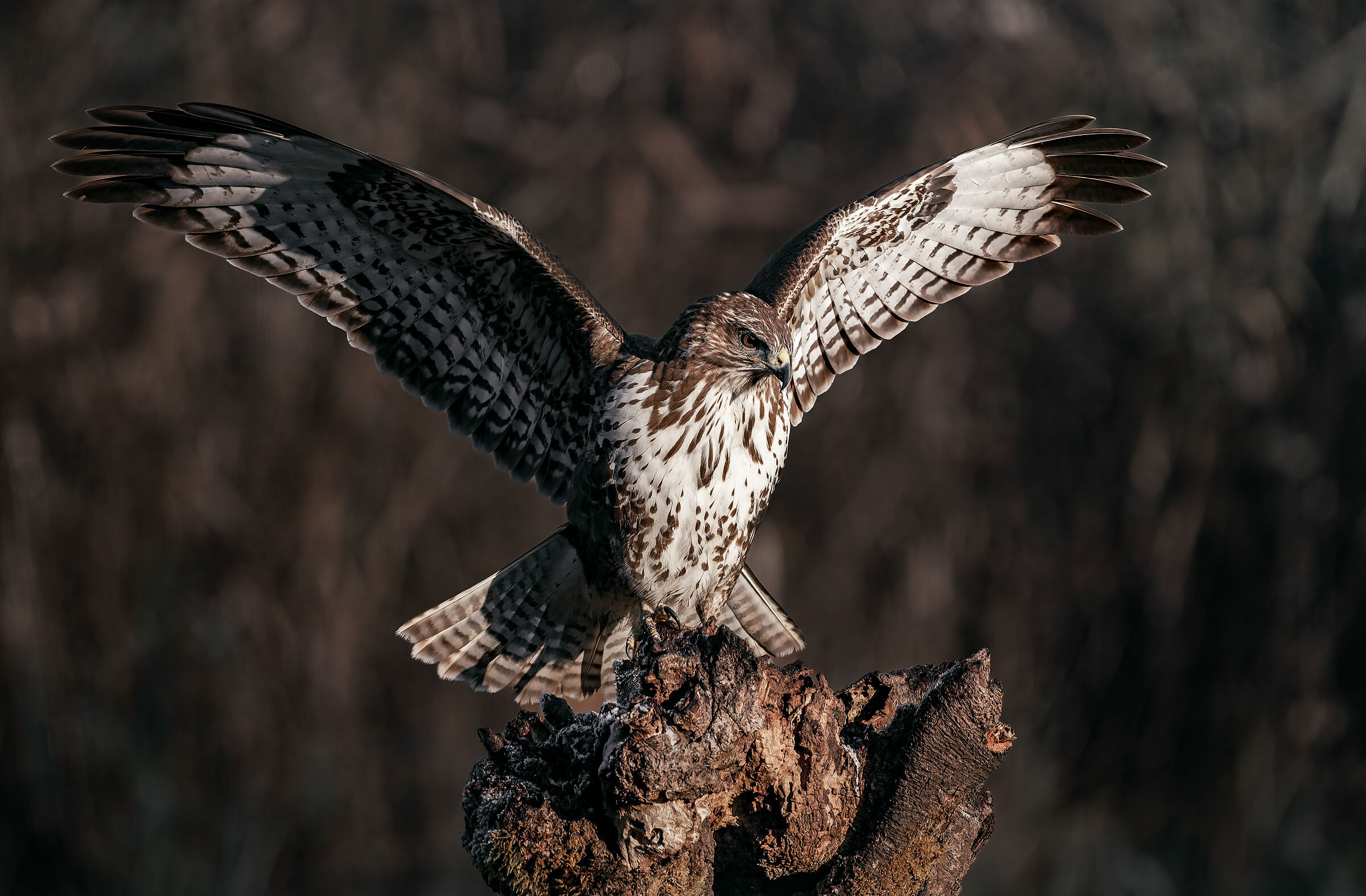 Buteo Buteo