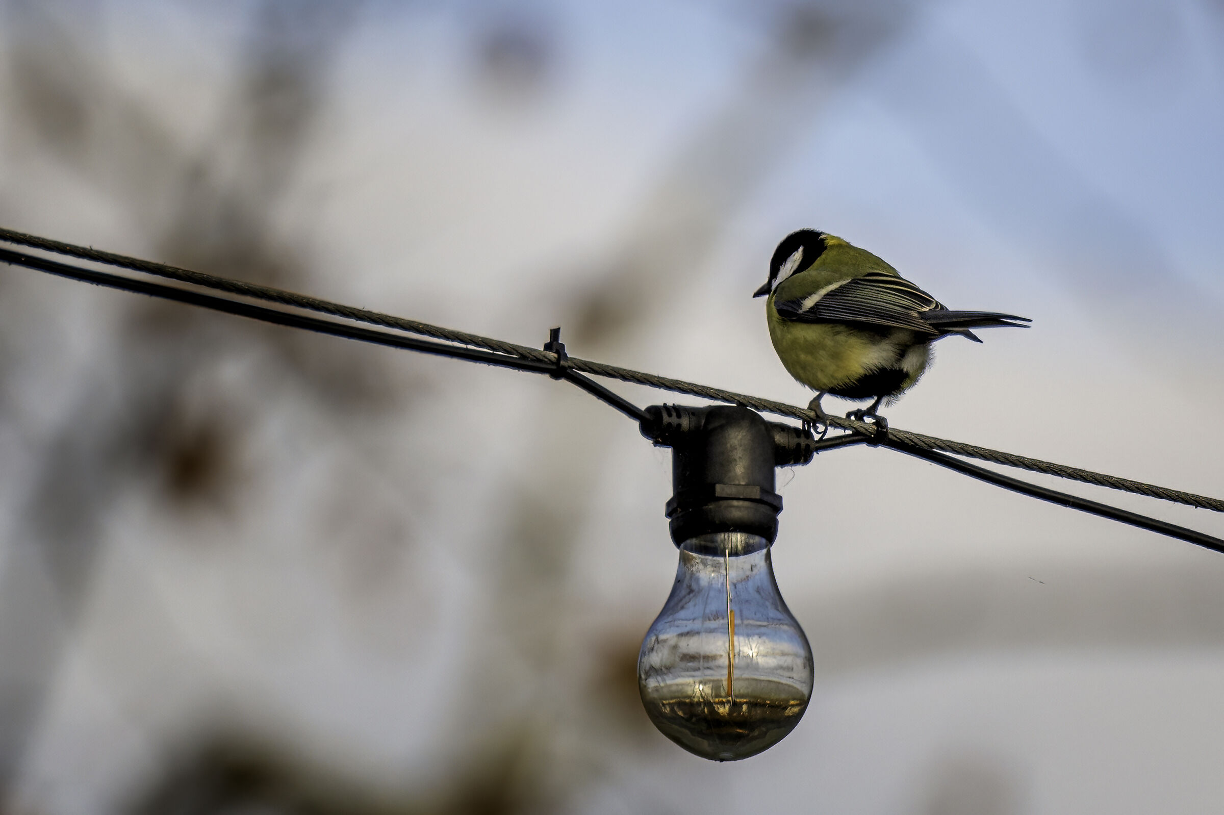 La cincia ha avuto un'idea luminosa