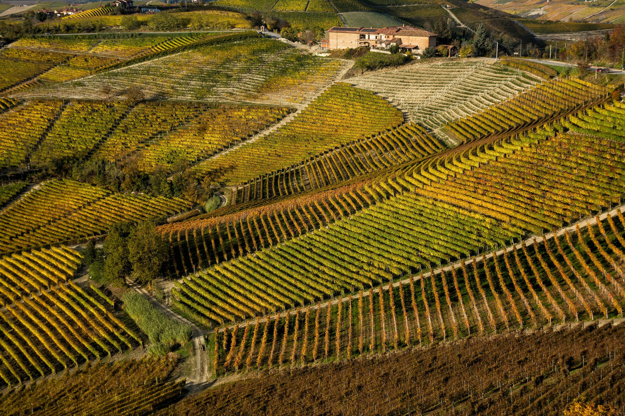 La geometria dei vigneti