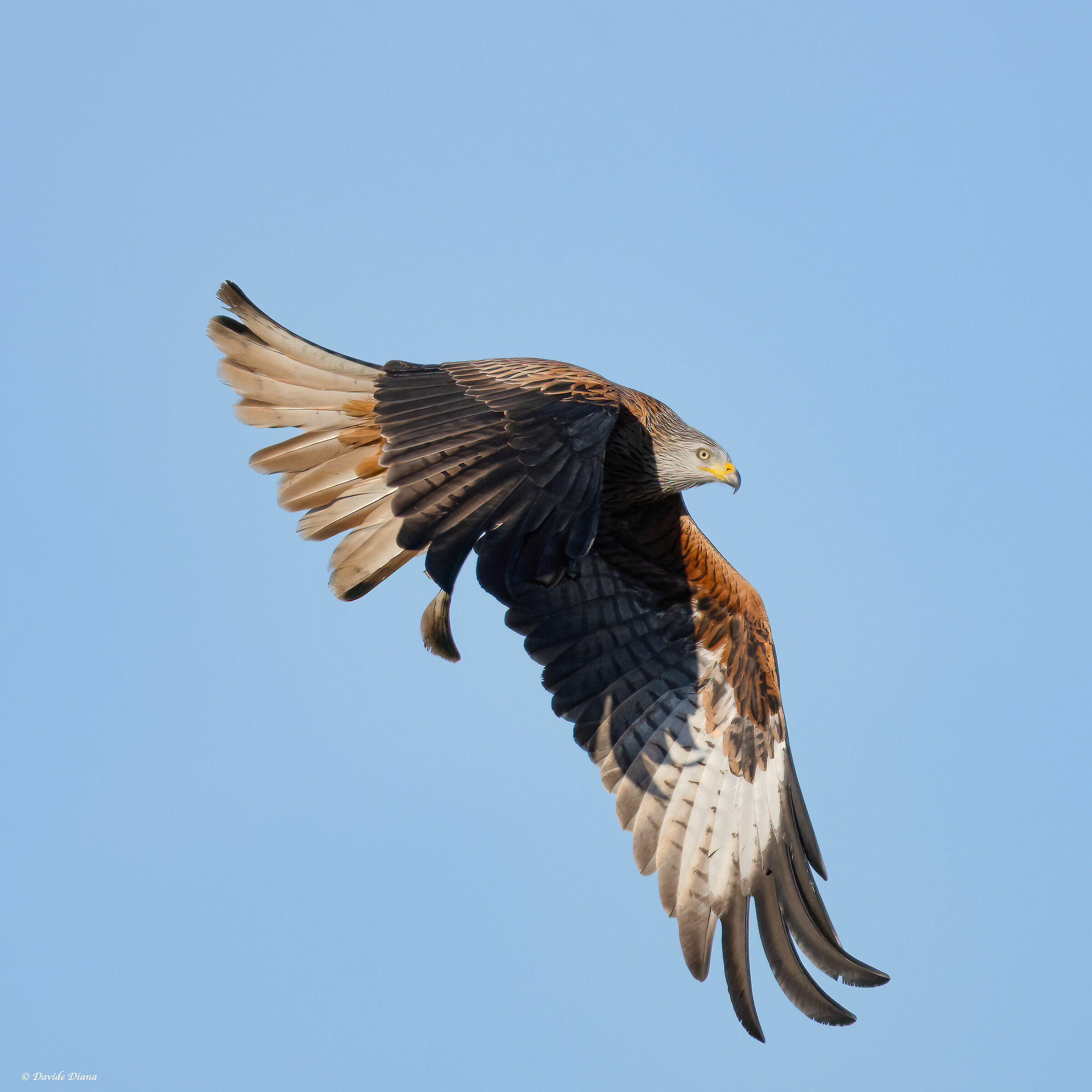 Red kite