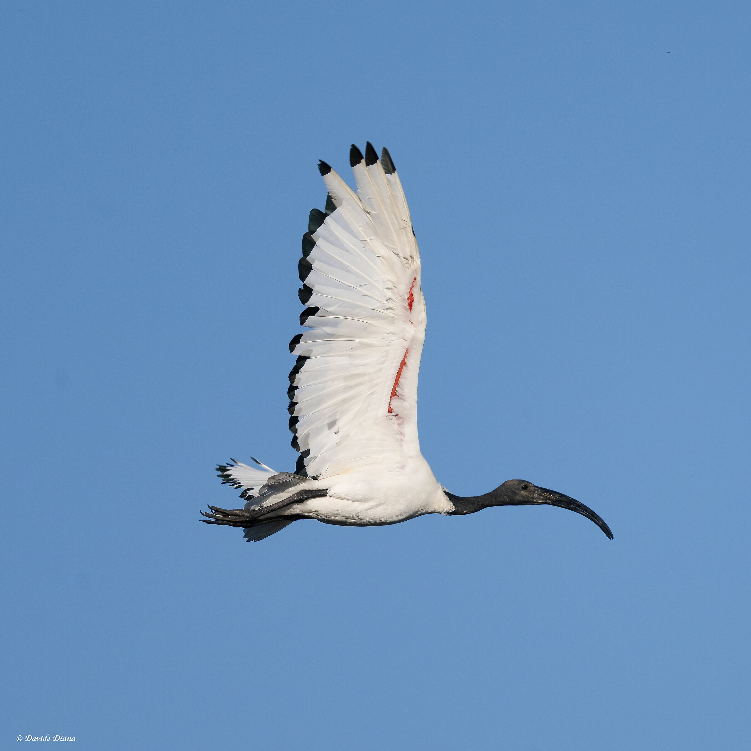 Sacred Ibis