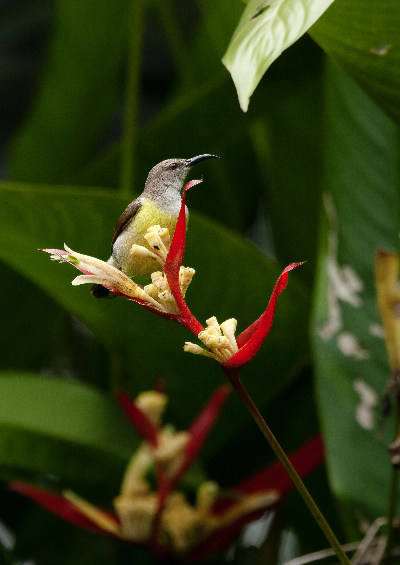 Sunbird femmina