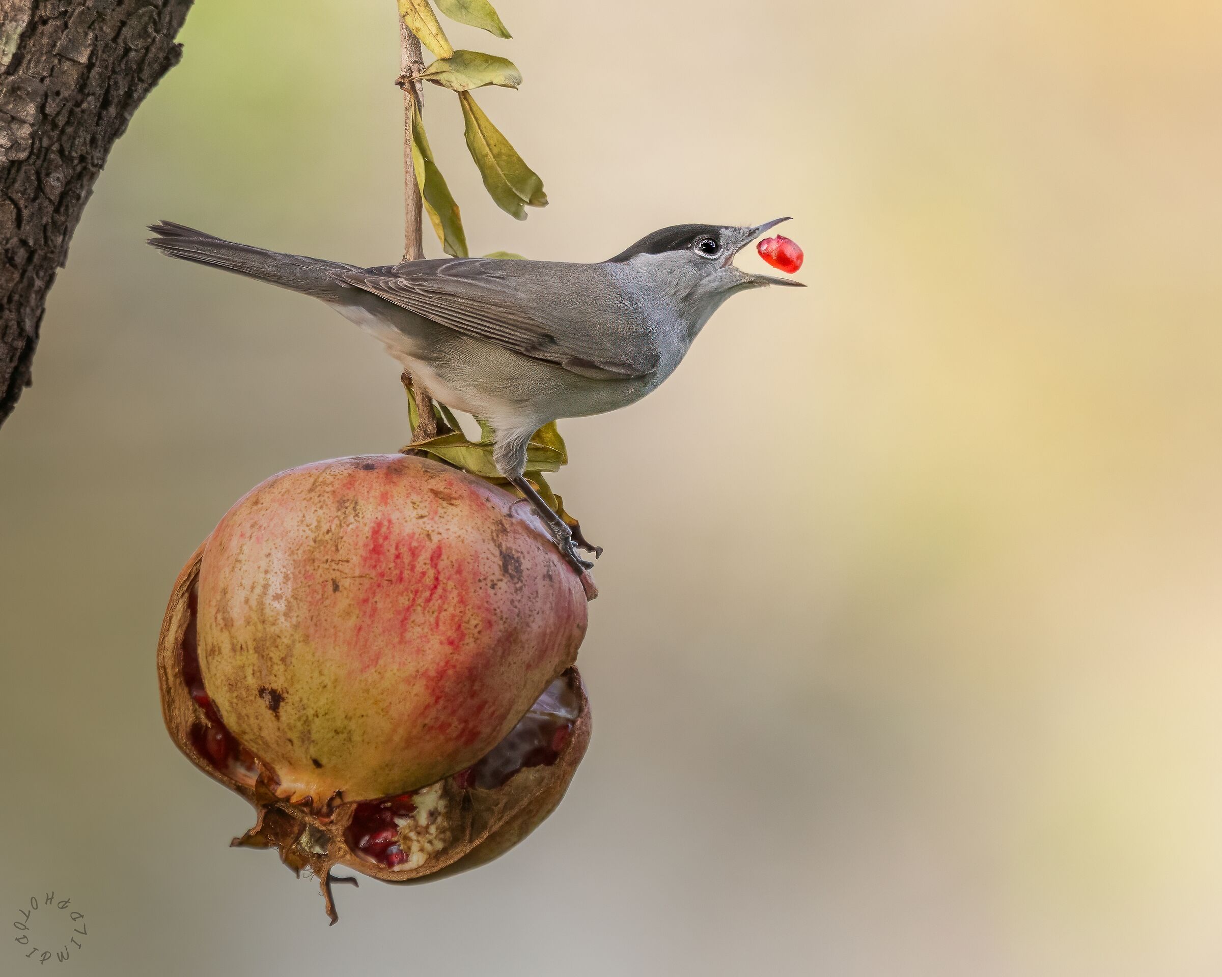 The Blackcap and the Pomegranate