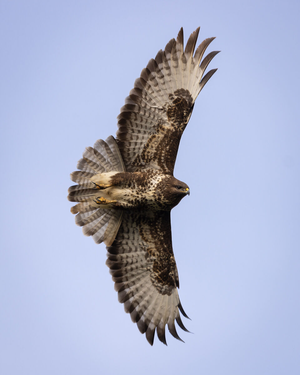 Buteo in Flight