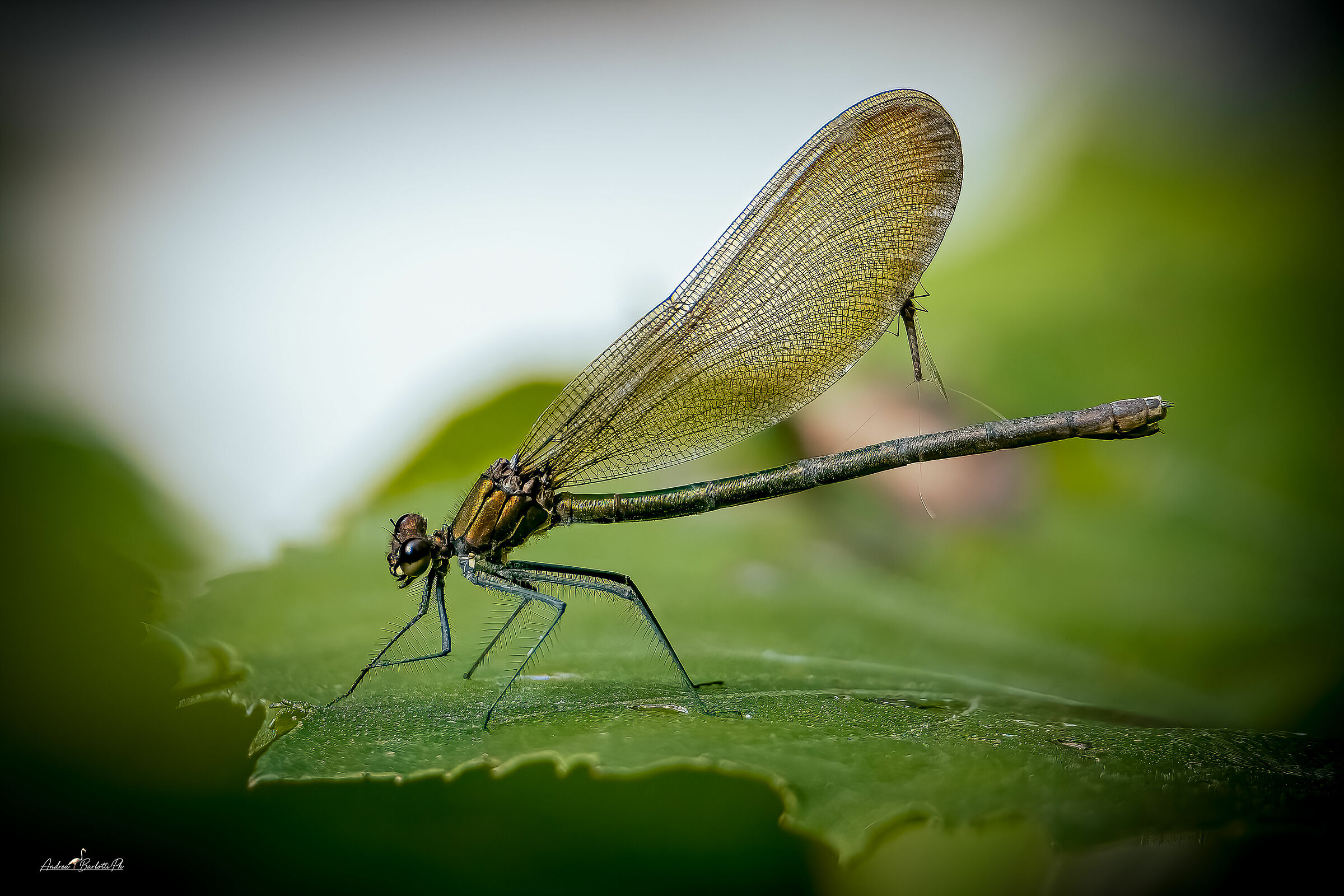 La preda e il predatore