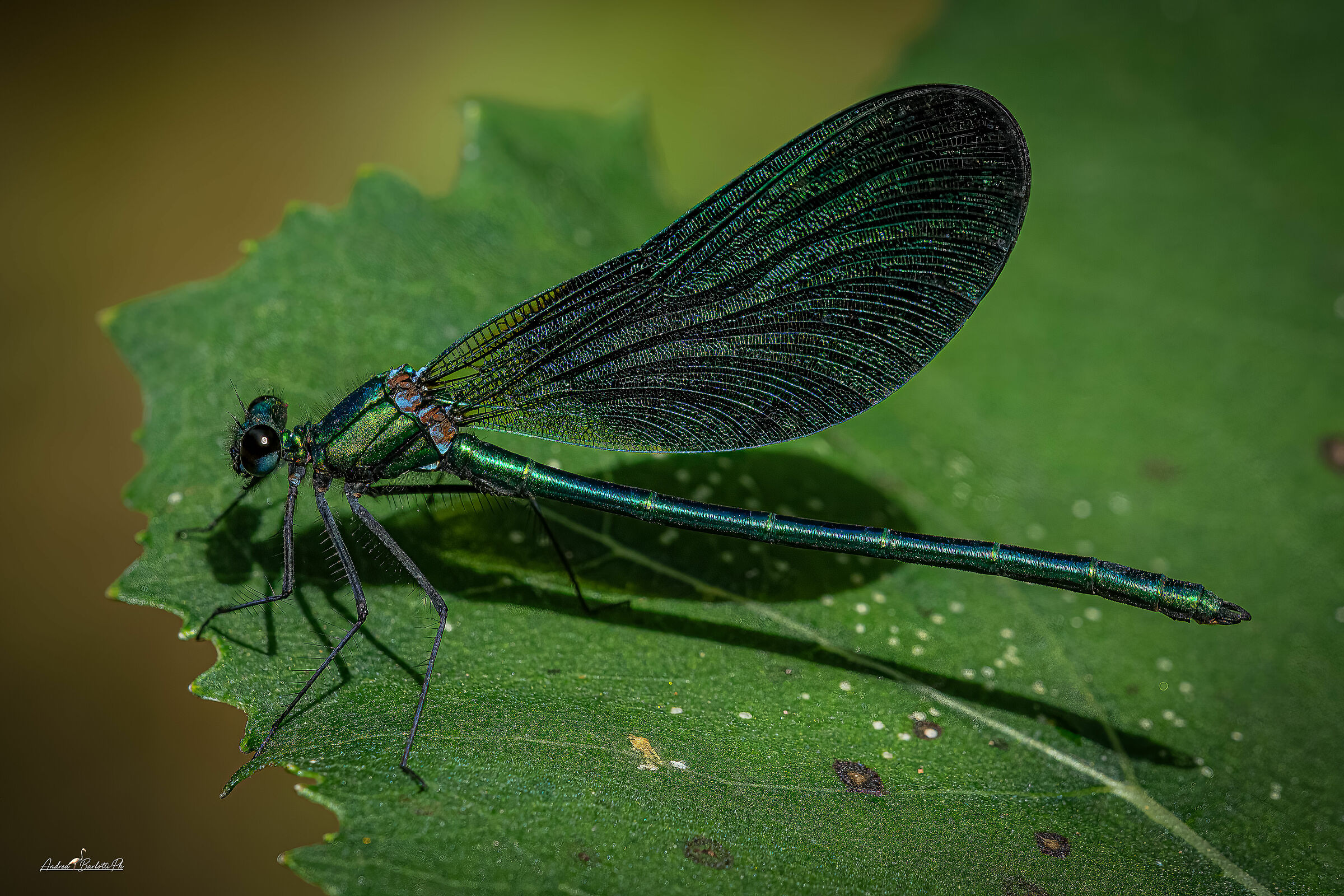 Calopteryx virgo Maschio