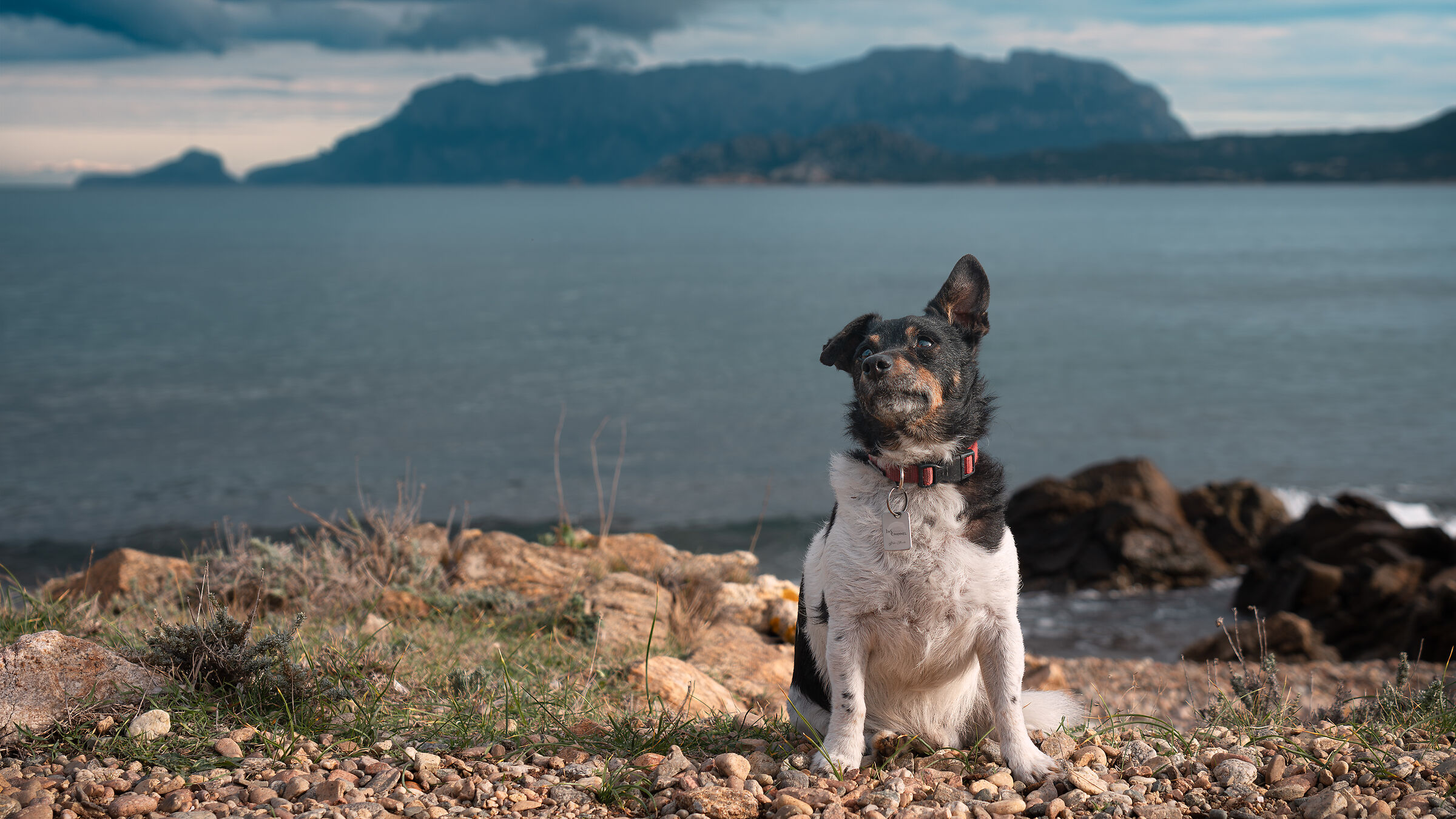 Jack Russell Terrier